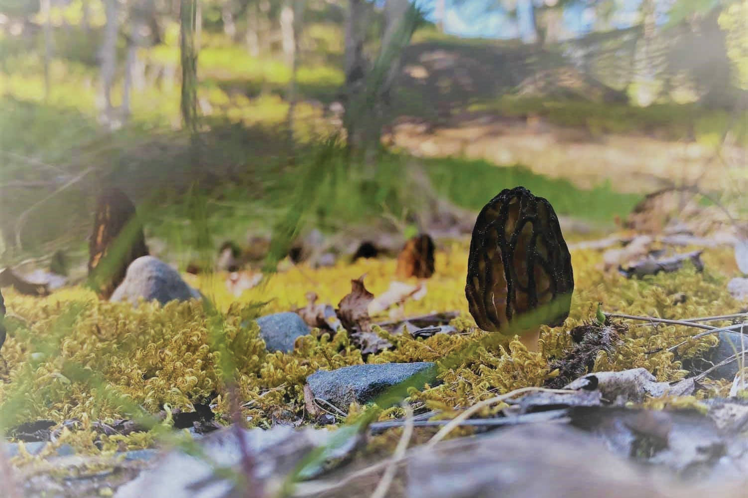 A morel mushroom grows in disturbed gravel on the Kenai National Wildlife Refuge. (Photo credit: USFWS)