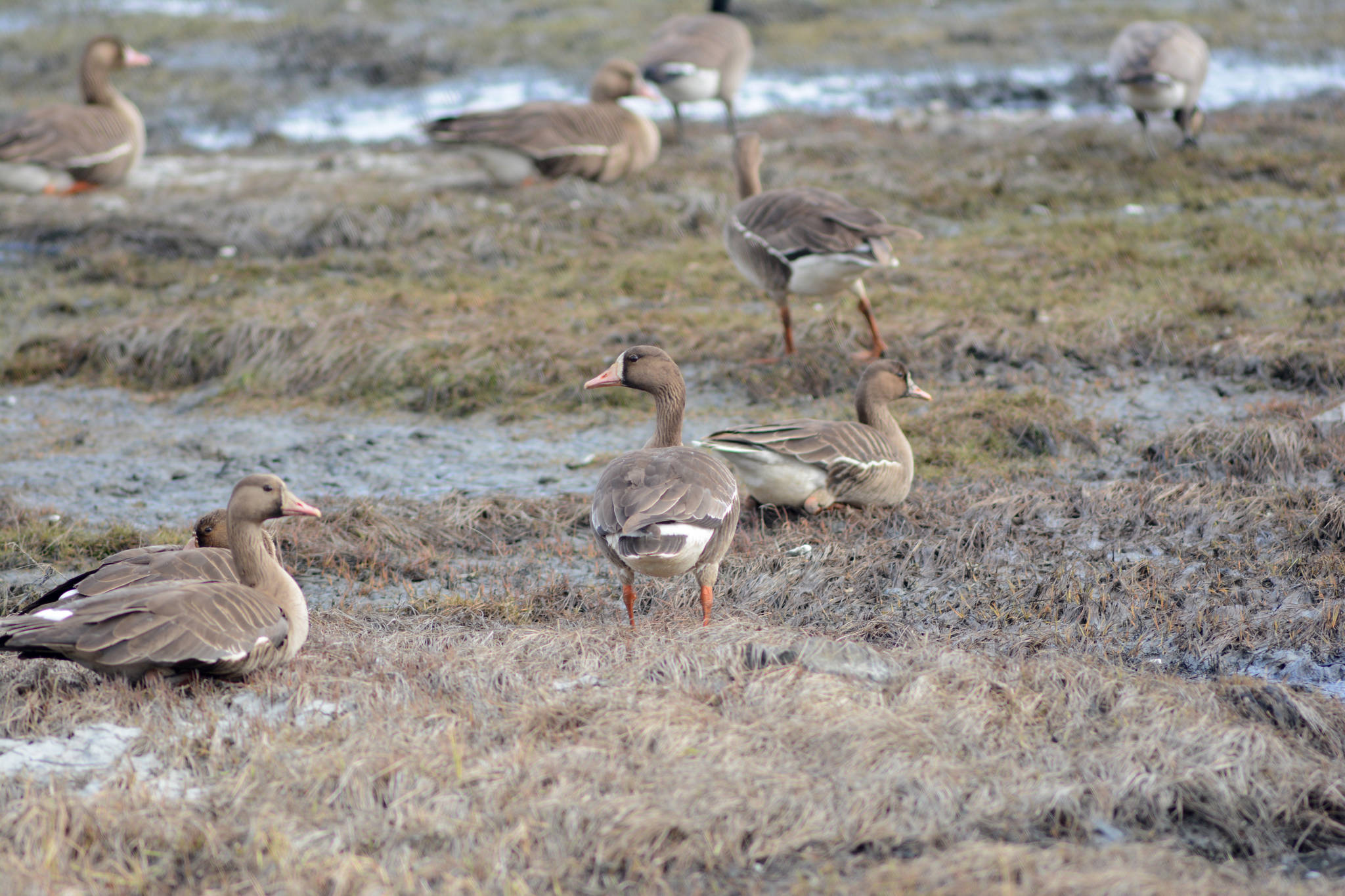 Greater white fronted geese feed on Friday, May 1, 2020, in Mud Bay on the Homer Spit in Homer, Alaska. (Photo by Michael Armstrong/Homer News)