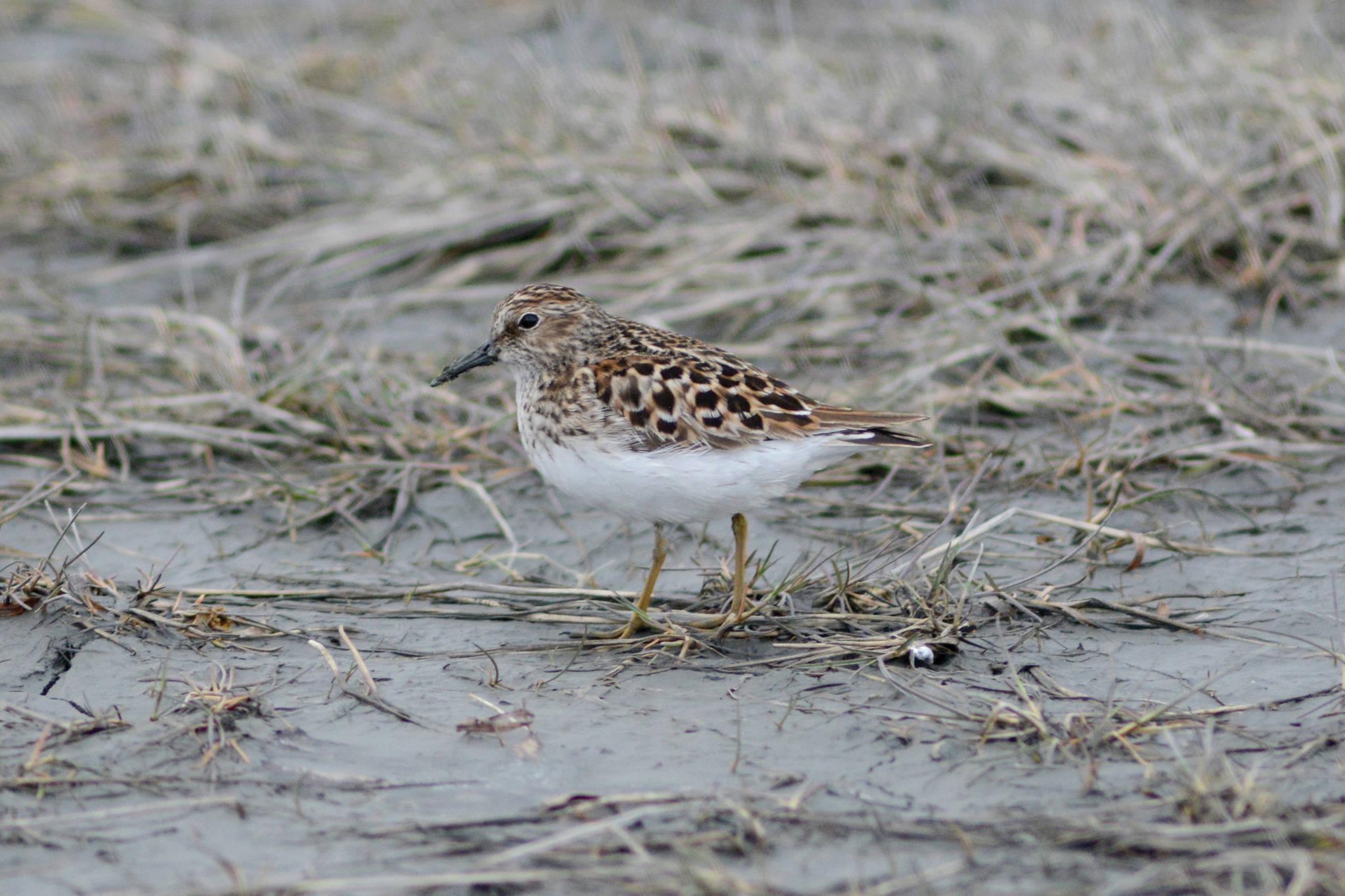 A least sandpiper feeds in Louie’s Lagoon on Saturday, May 9, 2020, on the Homer Spit in Homer, Alaska. (Photo by Michael Armstrong/Homer News)