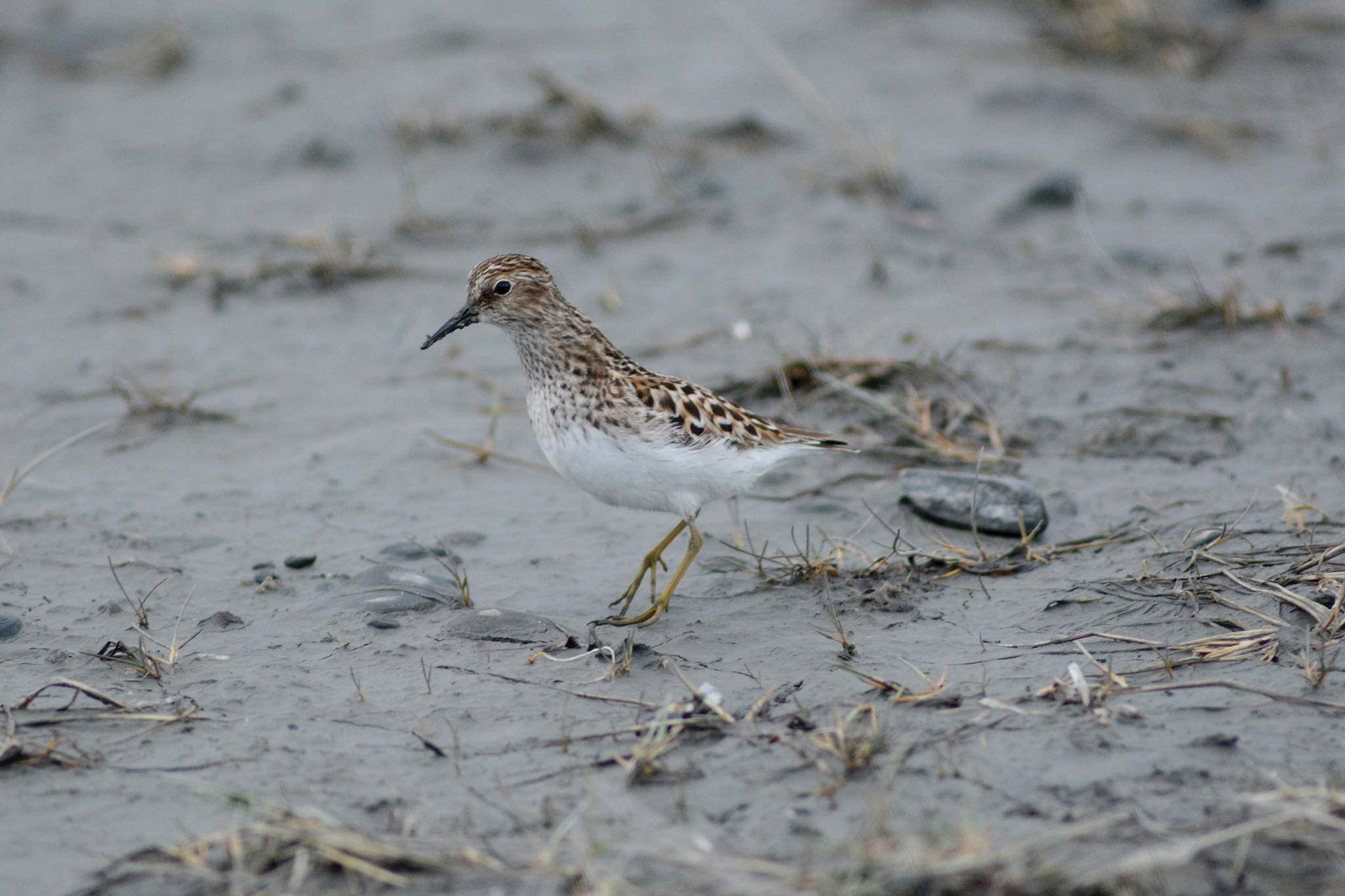 A pectoral sandpiper feeds in Louie’s Lagoon on Saturday, May 9, 2020, on the Homer Spit in Homer, Alaska. (Photo by Michael Armstrong/Homer News)