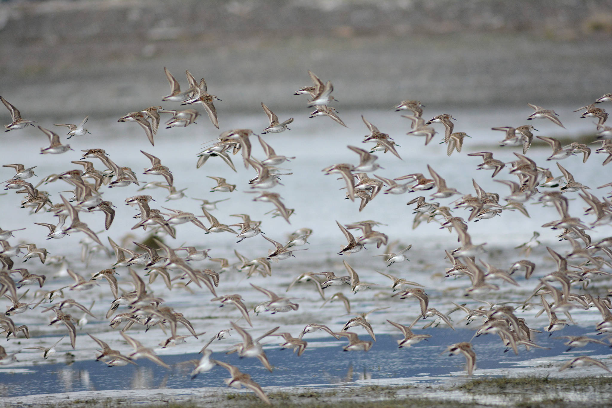 Shorebirds fly over Louie’s Lagoon on Saturday, May 9, 2020, on the Homer Spit in Homer, Alaska. (Photo by Michael Armstrong/Homer News)