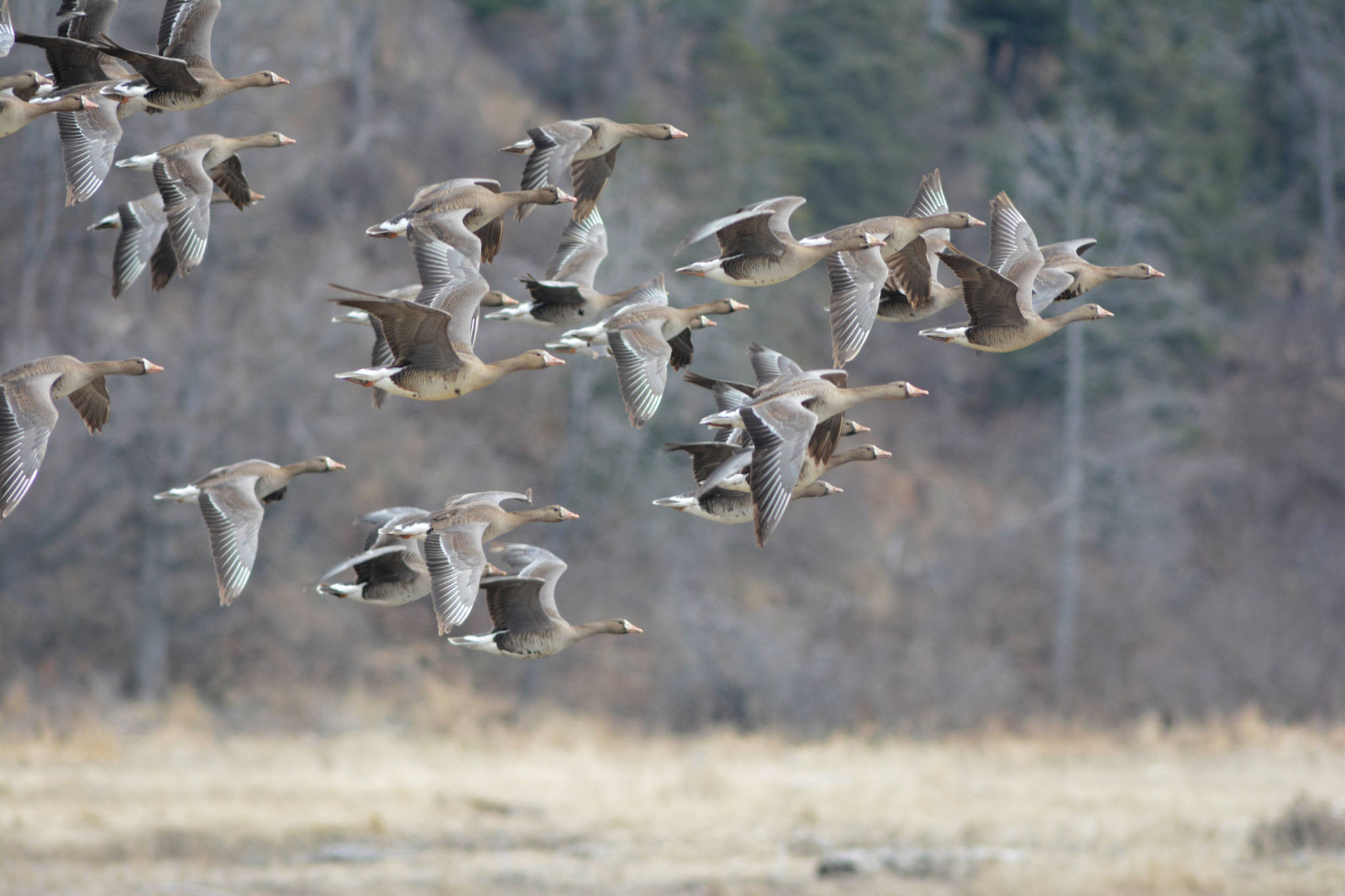 Greater white-fronted geese fly over the mouth of the Anchor River on May 10, 2020, in Anchor Point, Alaska. (Photo by Michael Armstrong/Homer News)