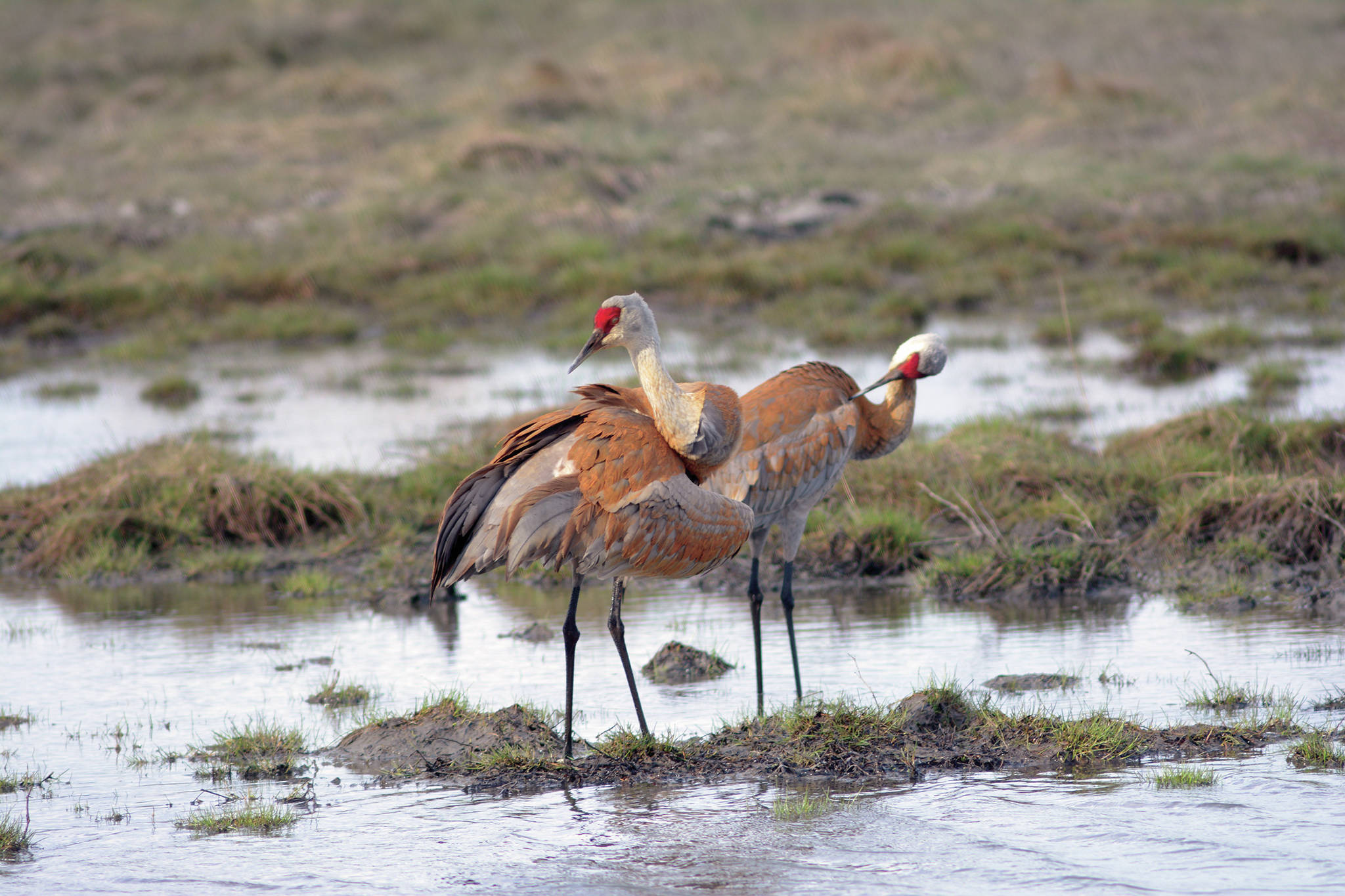 A pair of sandhill cranes feed Friday, May 8, 2020, at Green Timbers on the Homer Spit in Homer, Alaska. (Photo by Michael Armstrong/Homer News)