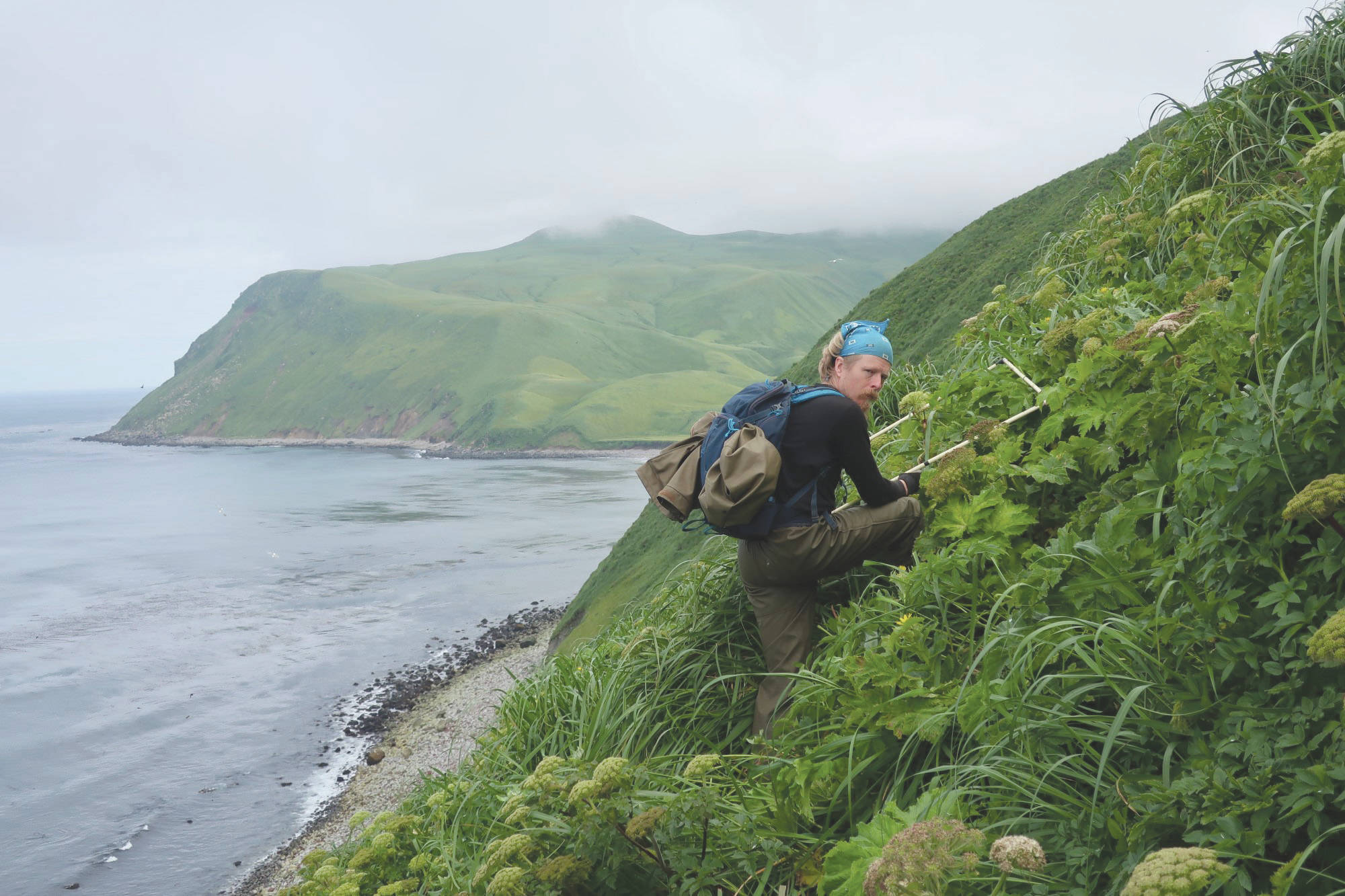 Kevin Pietrzak conducts tufted puffin burrow surveys on Buldir Island in the western Aleutians. Kevin has worked for Alaska Maritime National Wildlife Refuge for the last five summers. (Photo by McKenzie Mudge)
