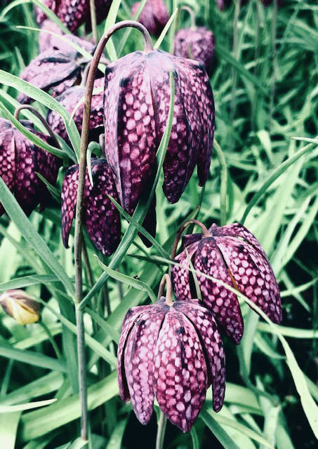 Fritillaries are in full glorious bloom as seen on May 24, 2020, in Rosemary Fitzpatrick’s Homer, Alaska, garden. She writes: “These lovelies are from fall planted bulbs and are thriving in the West Garden. They freely reseed, quickly filling a special spot.” (Photo by Rosemary Fitzpatrick)