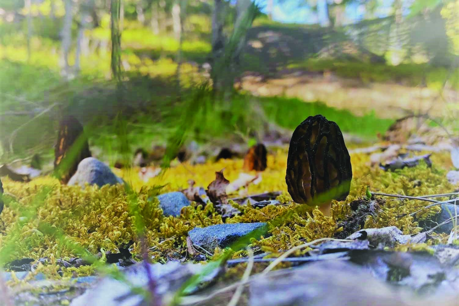 Photo credit: USFWS                                 A morel mushroom grows in disturbed gravel on the Kenai National Wildlife Refuge.