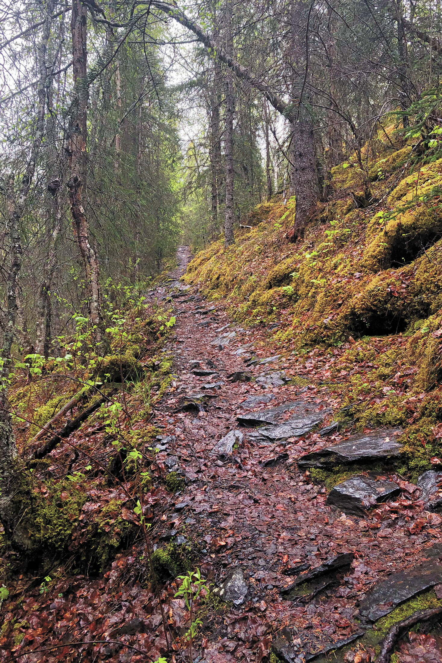 A wooded path dotted with slick, wet rocks leads back to the main route to the Russian River Falls on Sunday, May 24, 2020 in Cooper Landing, Alaska. (Photo by Megan Pacer/Homer News)