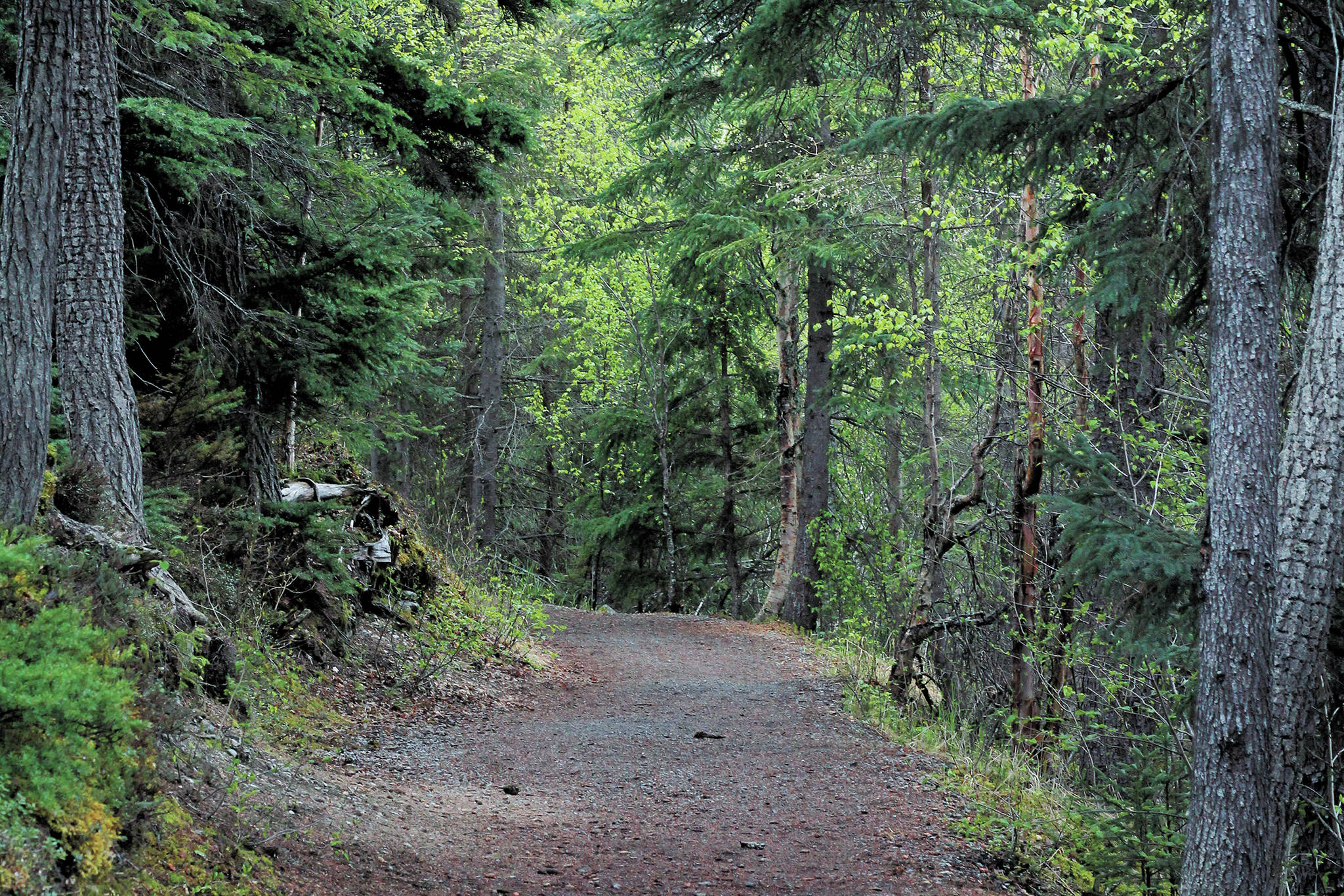 A wheelchair accessible path leads to the Russian River Falls on Sunday, May 24, 2020 in Cooper Landing, Alaska. (Photo by Megan Pacer/Homer News)