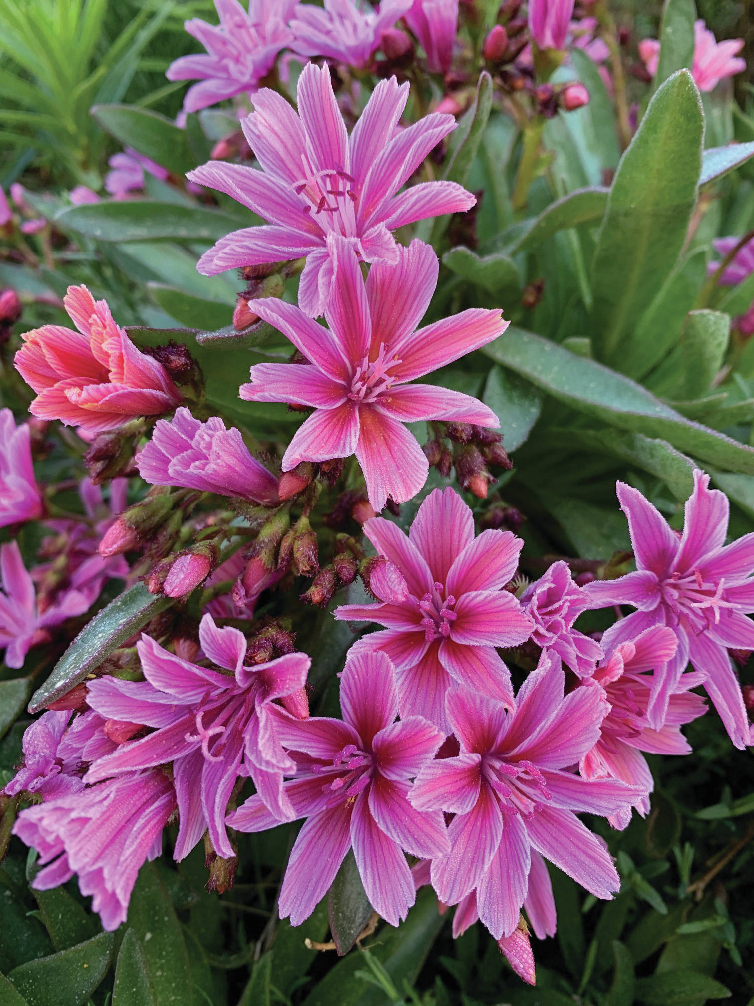 Lewisia is reliably early, yet enjoys a long bloom time. It also selfsows with enthusiasm, Rosemary Fitzpatrick says of this gorgeous flower, as seen here on June 4, 2020, in her Homer, Alaska, garden. (Photo by Rosemary Fitzpatrick)