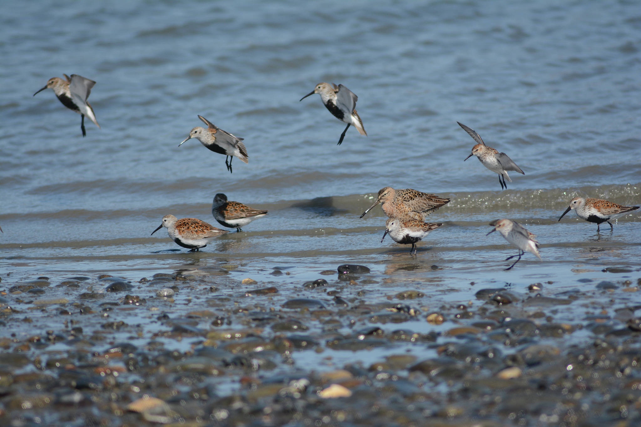 Dunlins, western sandpipers and a dowitcher feed on Saturday, May 2, 2020, on the Homer Spit near Green Timbers in Homer, Alaska. (Photo by Michael Armstrong/Homer News)