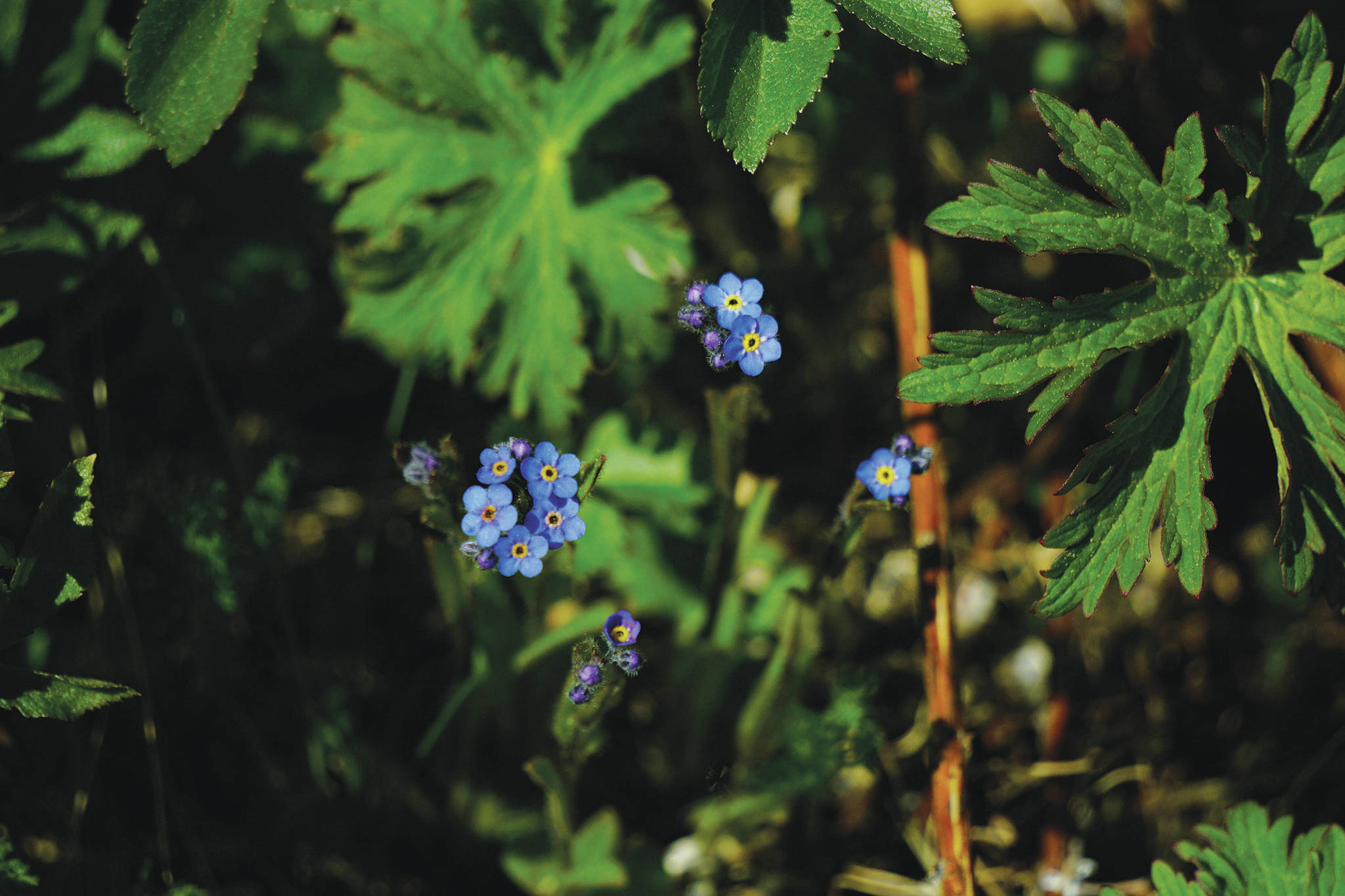 Forget-me-notes bloom on June 5, 2020, on Diamond Ridge near Homer, Alaska. The Forget-me-not floweer is the Alsaka state flower. (Photo by Michael Armstrong/Homer News)