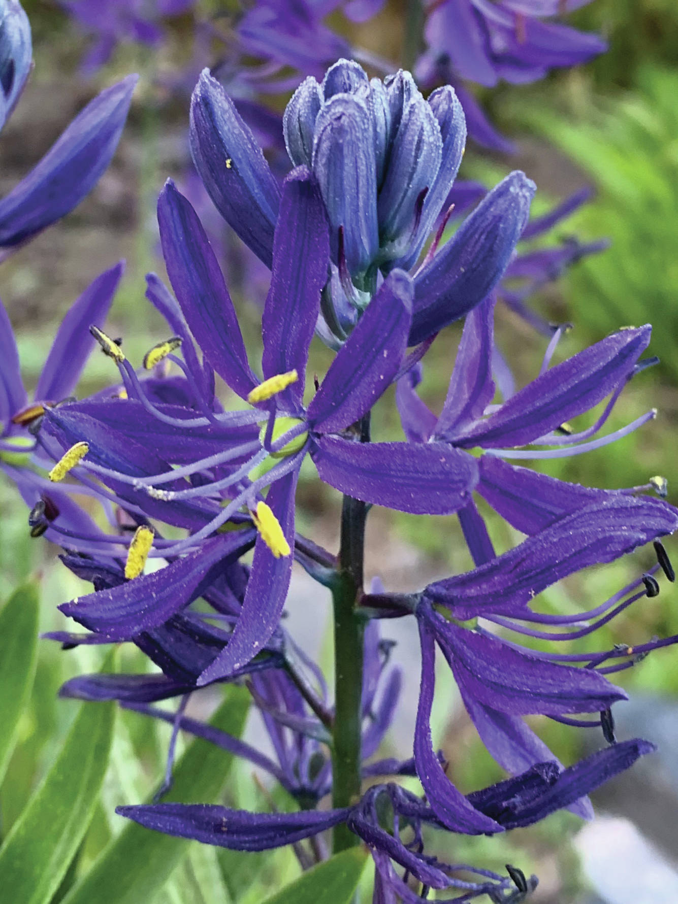 Camassia were in full bloom on Monday, June 8, 2020, in Rosemary Fitzpatrick’s Homer, Alaska, garden — “deeply appreciated by the neighborhood honey bees,” she says. (Photo by Rosemary Fitzpatrick)