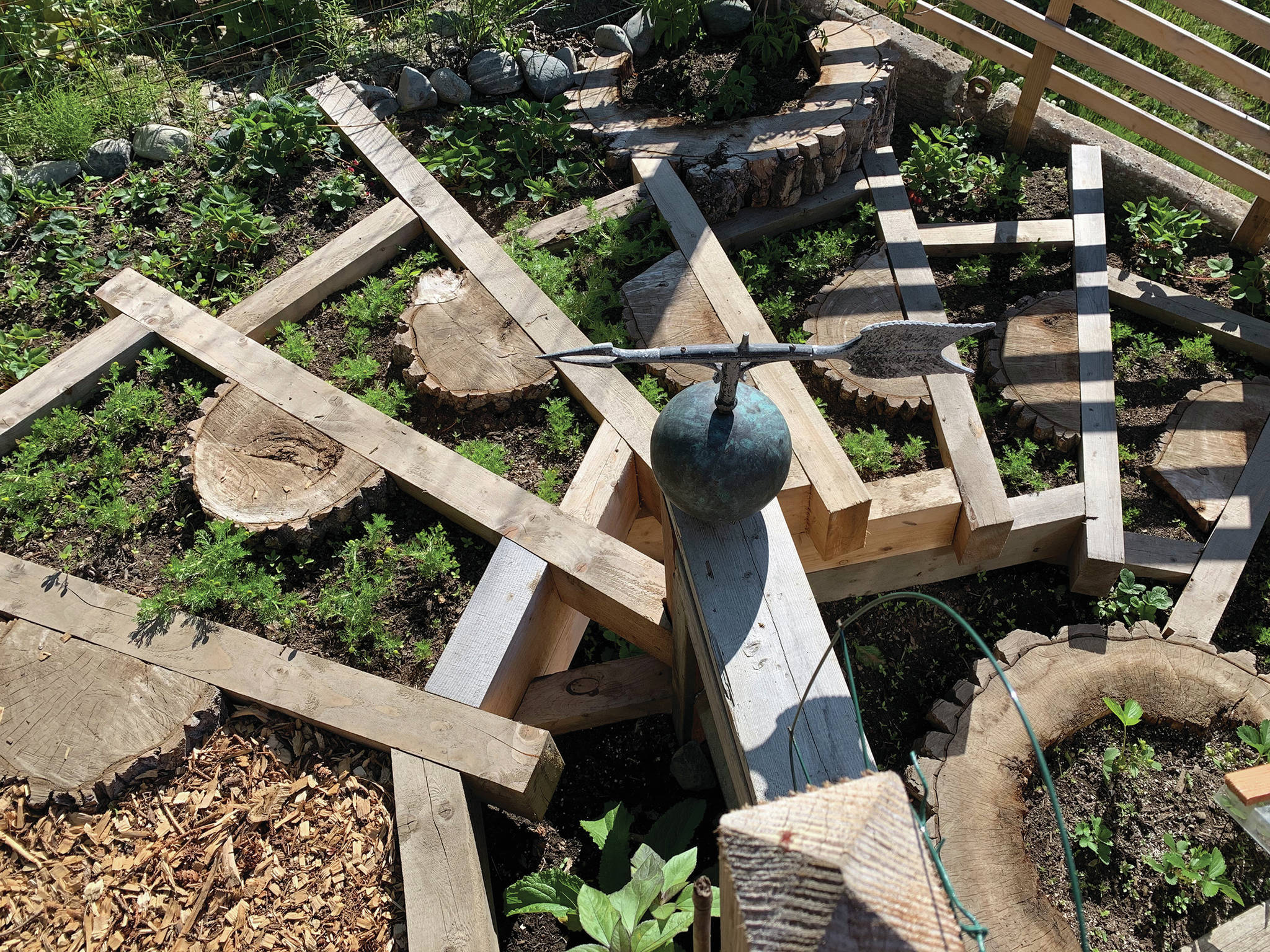 As seen here on Monday, June 22, 2020, at their Homer, Alaska, beach home, Debi Poore and Charlie Gibson’s stairway leads to their new greenhouse, with planks crosscut from a cottonwood log and interplanted with pineapple weed. (Photo by Rosemary Fitzpatrick)