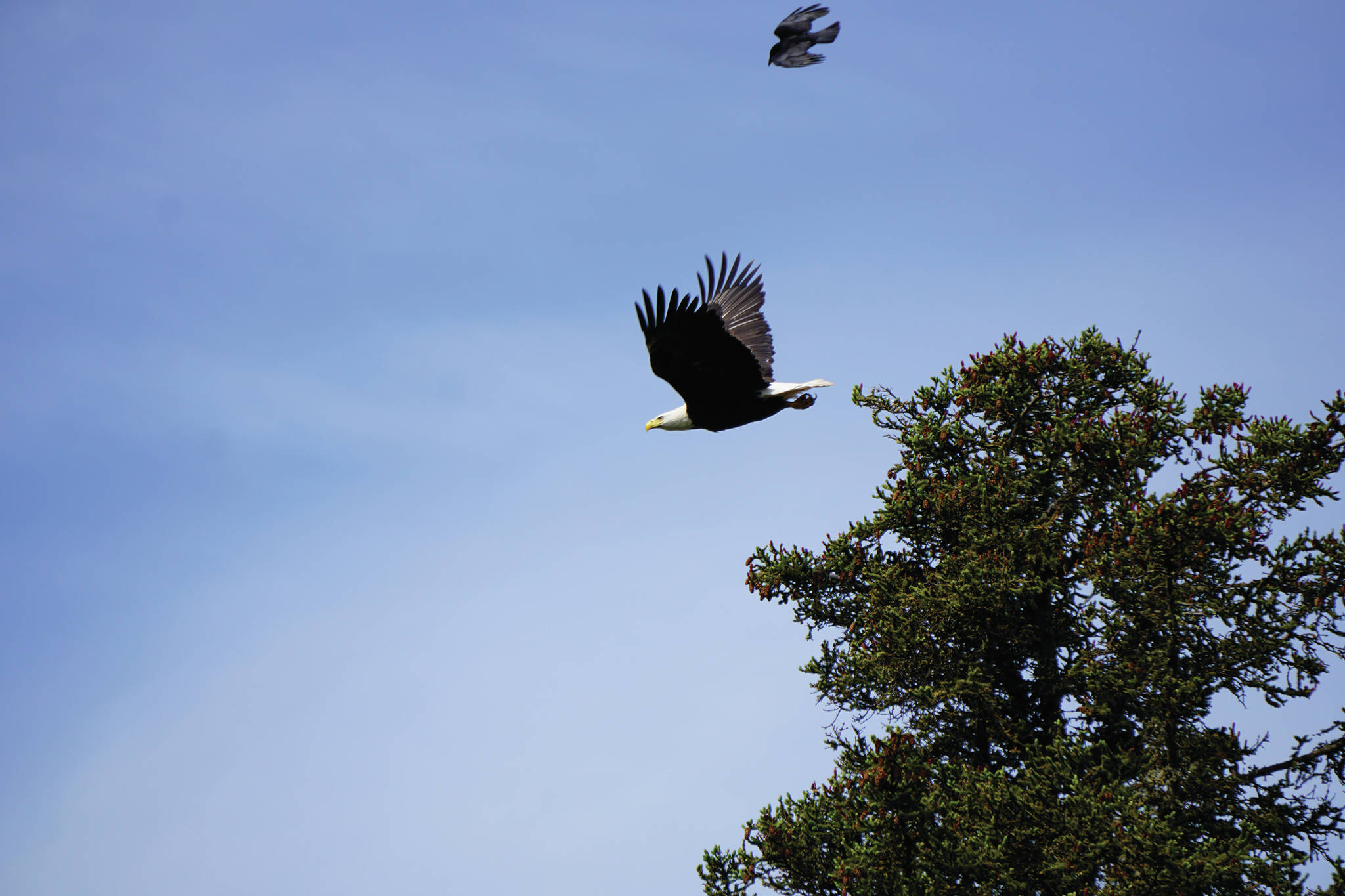 A crow harasses a bald eagle on Friday, June 19, 2020, at the Halibut Campground in Anchor Point, Alaska. (Photo by Michael Armstrong/Homer News)