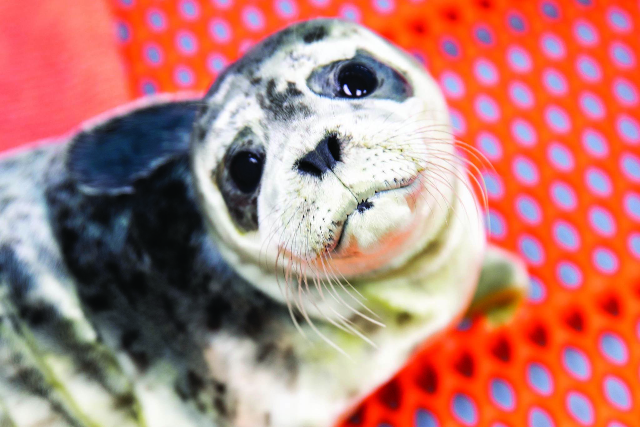 One of the recently rescued harbor seal pups is seen here at the Alaska SeaLife Center in Seward, Alaska in this undated photo. (Courtesy Chloe Rossman/Alaska SeaLife Center)