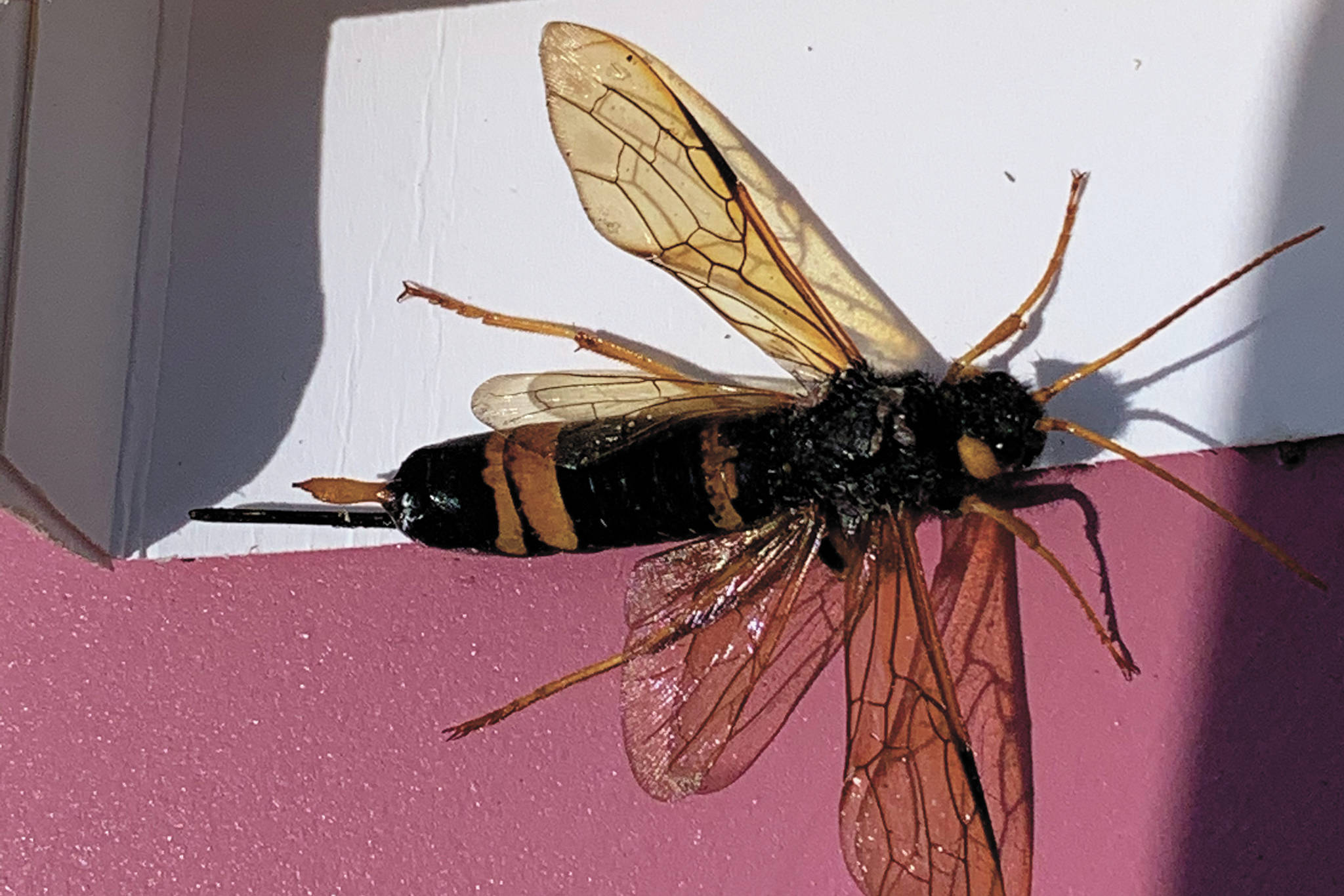 A wood wasp is seen here at the Kachemak Gardener’s home in Homer. (Photo by Rosemary Fitzpatrick)