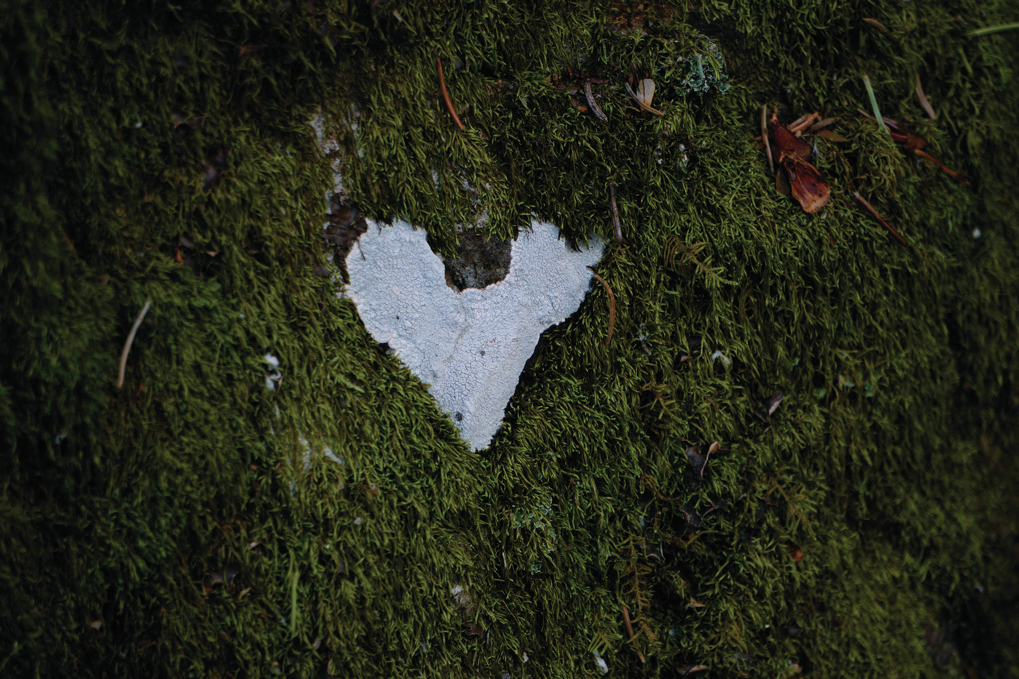 A heart-shaped patch of lichen is on a rock on Saturday, July 18, 2020, at the Hidden Lake Campground in the Kenai National Wildlife Refuge near Sterling, Alaska. (Photo by Michael Armstrong/Homer News)