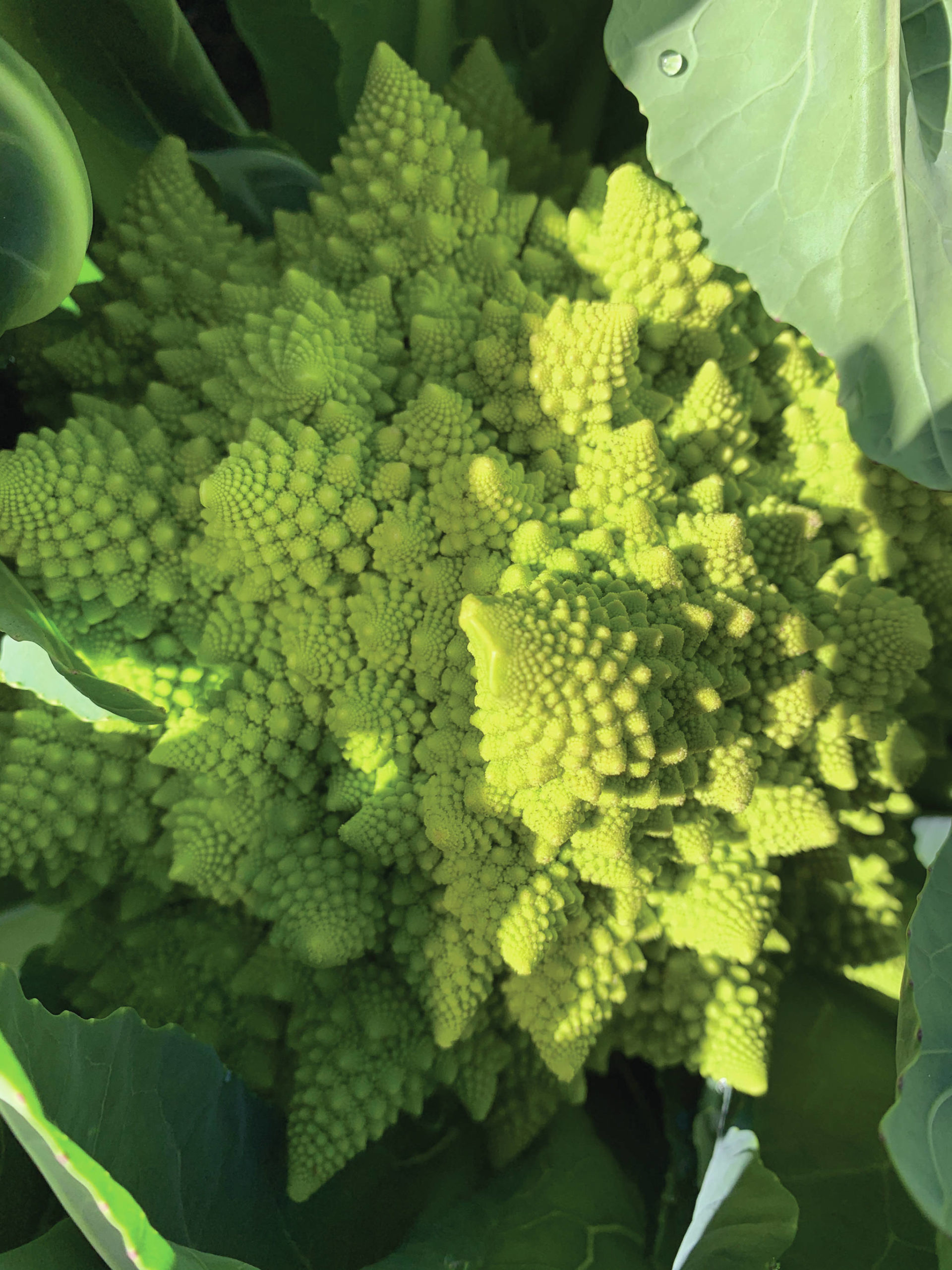 Romanesque cauliflower delights with its complicated spirals on July 26, 2020, at the Kachemak Gardener’s garden in Homer, Alaska. (Photo by Rosemary Fitzpatrick)
