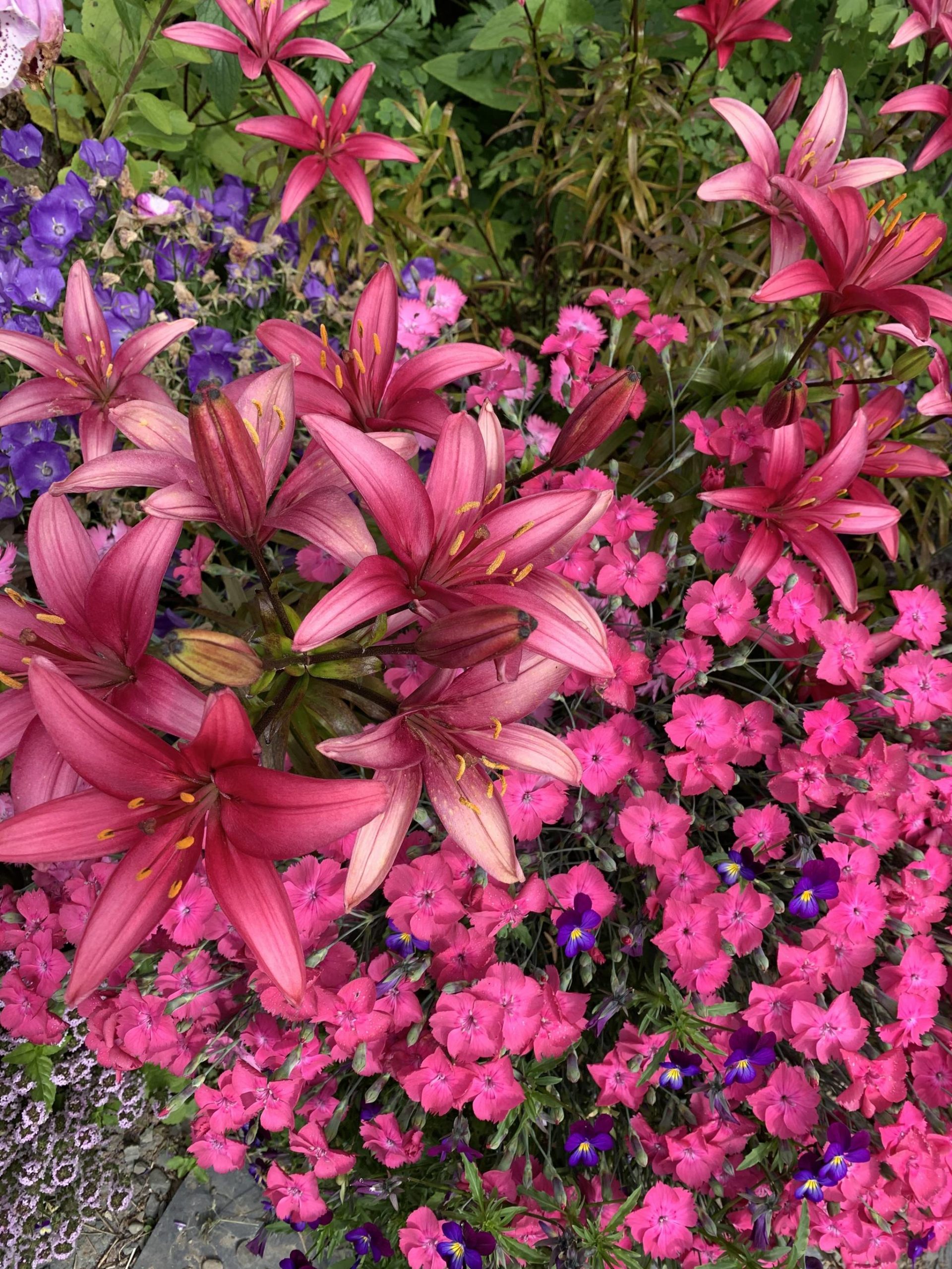 Lilies, dianthus “Cheddar Pink,” Johnny-jump-ups, thyme and campanula carpatica “Blue Clips” bloom on July 31, 2020, at the Kachemak Gardener’s garden in Homer, Alaska. (Photo by Rosemary Fitzpatrick)