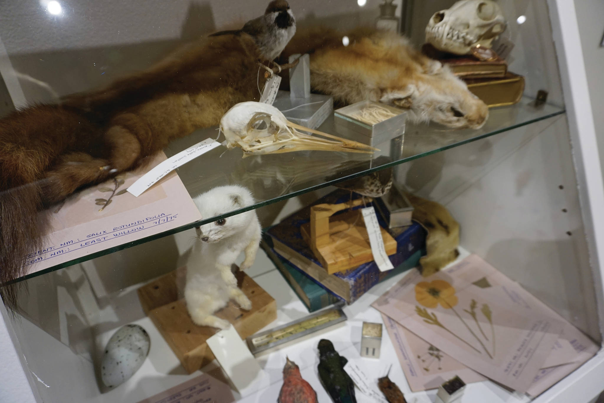 One of the exhibits in “Entangled: Exploring Natural History Collections from Kachemak Bay,” as seen on July 13, 2020, at the Pratt Museum in Homer, Alaska. (Photo by Michael Armstrong/Homer News)
