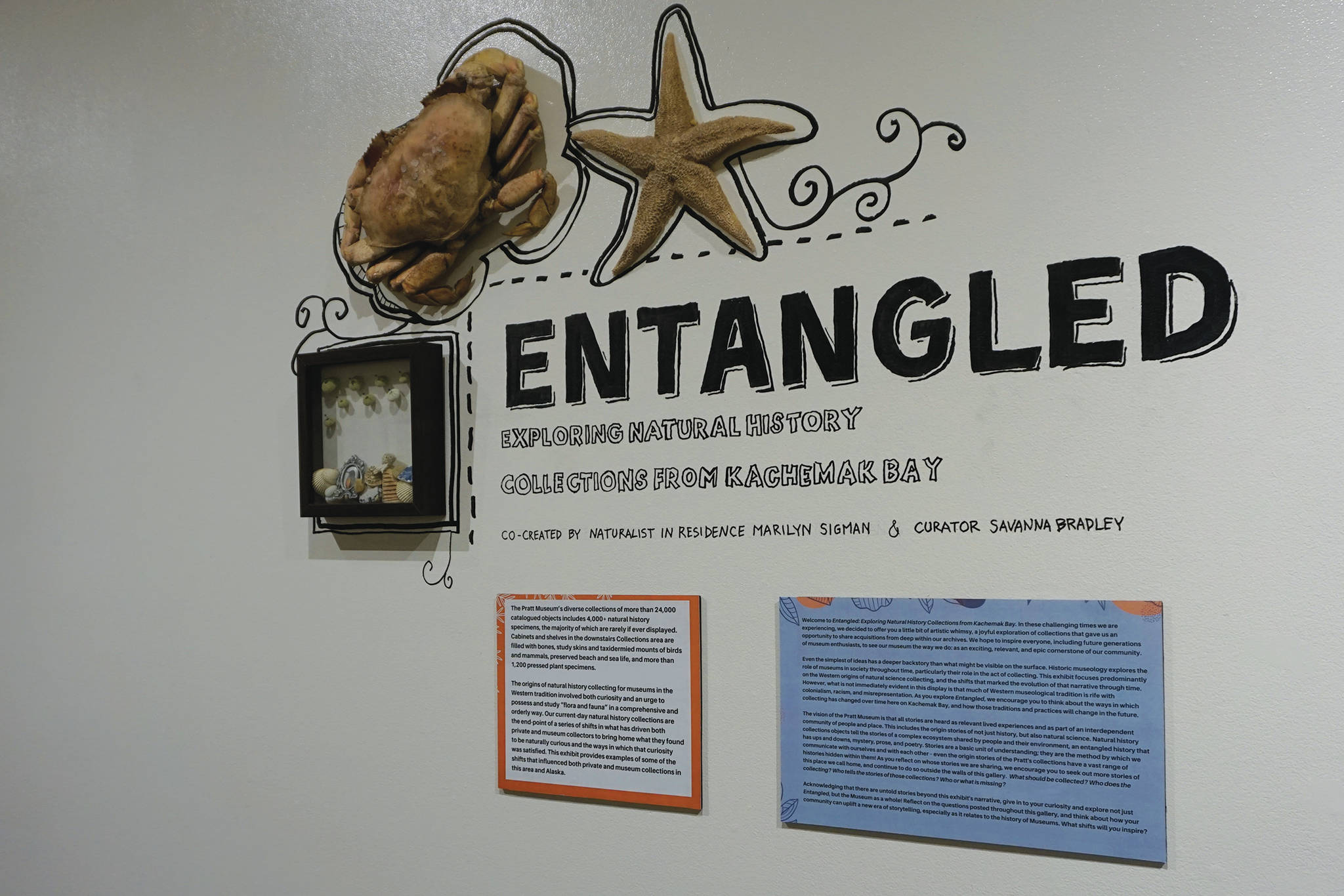 The description for “Entangled: Exploring Natural History Collections from Kachemak Bay,” as seen on July 13, 2020, at the Pratt Museum in Homer, Alaska. (Photo by Michael Armstrong/Homer News)