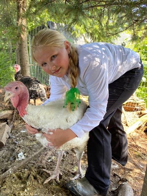 Addy Pederson with the Homer 4-H Alls shows off her turkey that will be sold at the 2020 Kenai Peninsula 4-H Junior Market Livestock Auction in this undated photo. (Photo courtesy Cassy Rankin)