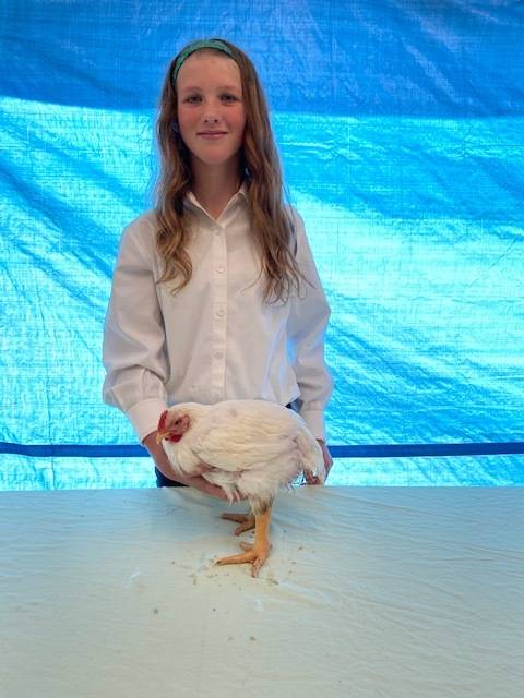 Mandy Miotke with the Homer 4-H Alls shows off her chicken that will be sold at the 2020 Kenai Peninsula 4-H Junior Market Livestock Auction in this undated photo. (Photo courtesy Cassy Rankin)