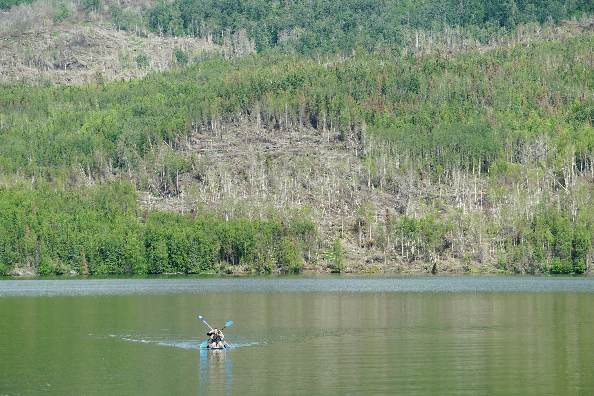 Two women paddle a stand-up paddleboard across Hidden Lake in the Kenai National Wildlife Refuge on July 18, 2020, near Sterling, Alaska. The fallen stands of trees are from the 2019 Swan Lake Fire. (Photo by Michael Armstrong/Homer News)