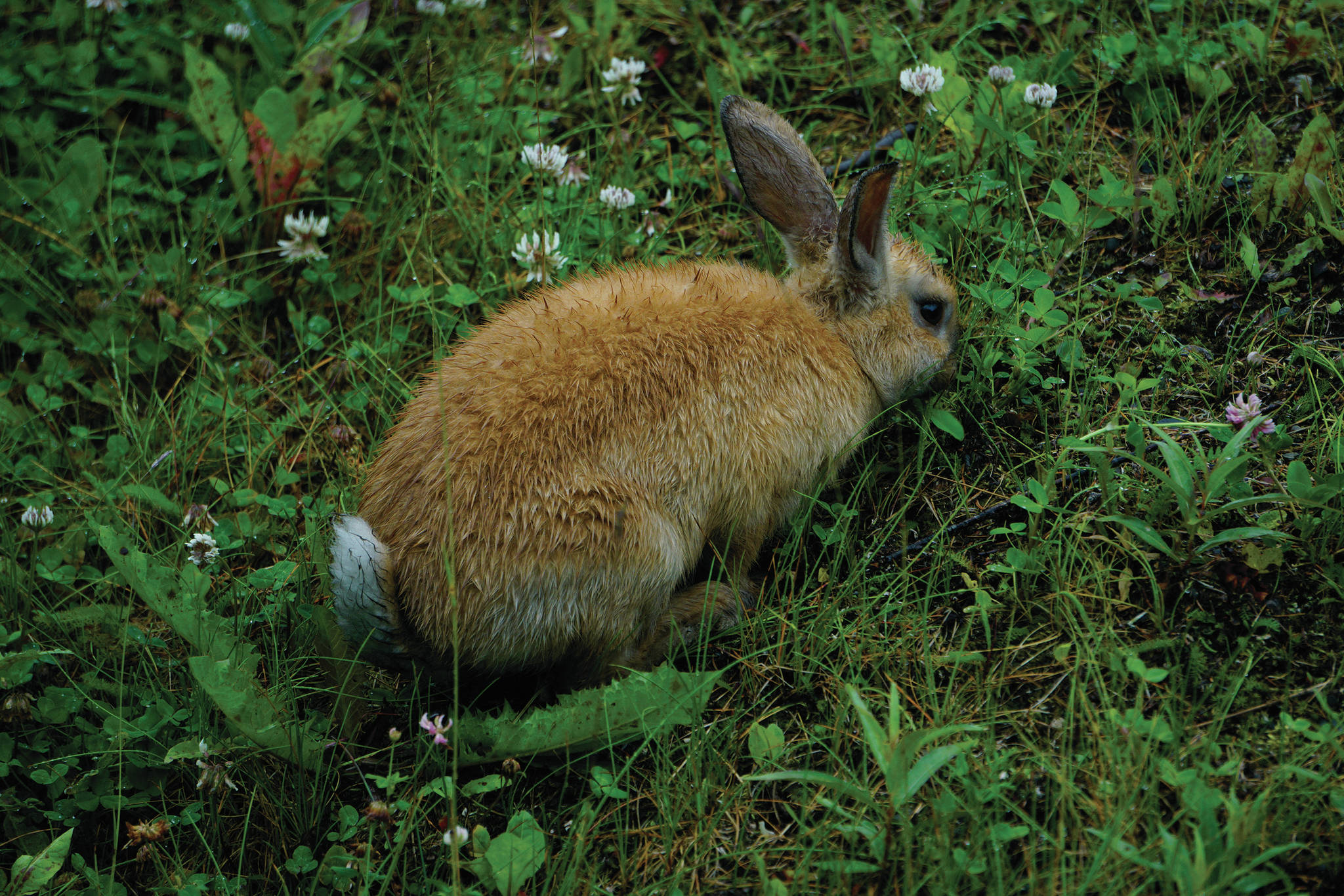 A domestic rabbit feeds on July 20, 2020, in the U.S. Fish and Wildlife Service Hidden Lake Campground near Sterling, Alaska. It’s unknown how the rabbit wound up in the campground. (Photo by Michael Armstrong/Homer News).
