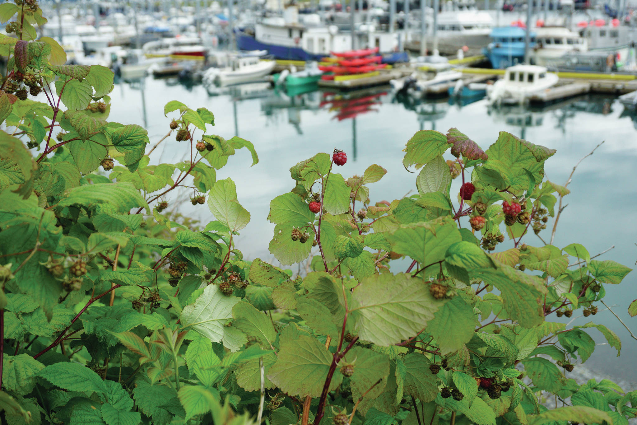 Rasperries are almost ripe on a bush on Aug. 3, 2020, at the Homer Harbor in Homer, Alaska. (Photo by Michael Armstrong/Homer News)
