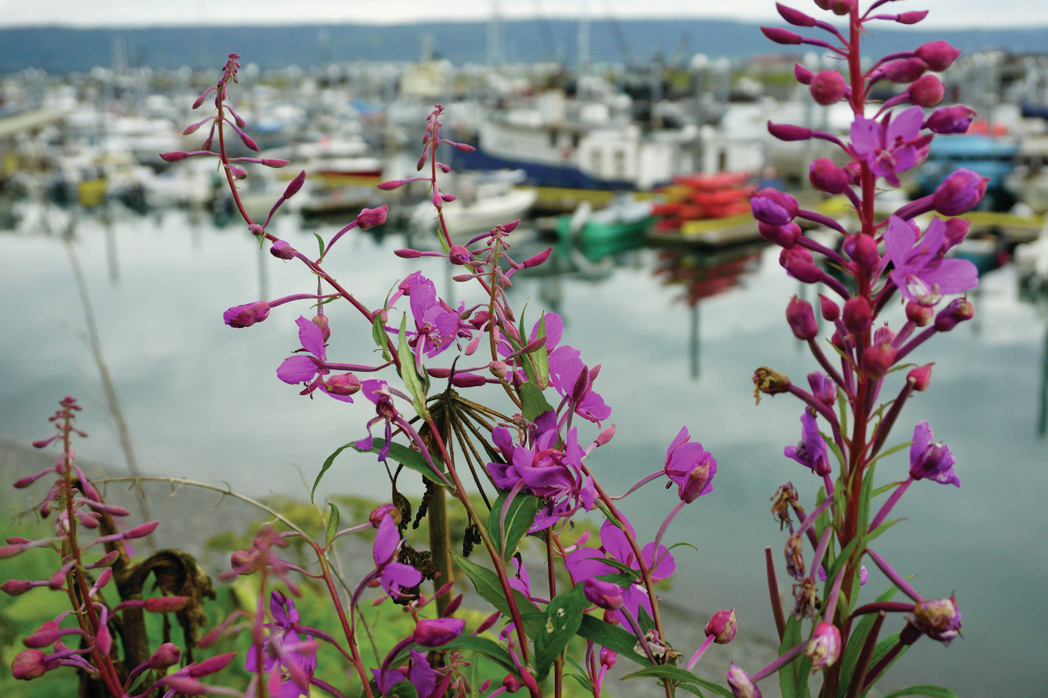 The last petals of fireweed begin to bloom on Aug. 3, 2020, at the Homer Harbor in Homer, Alaska. (Photo by Michael Armstrong/Homer News)