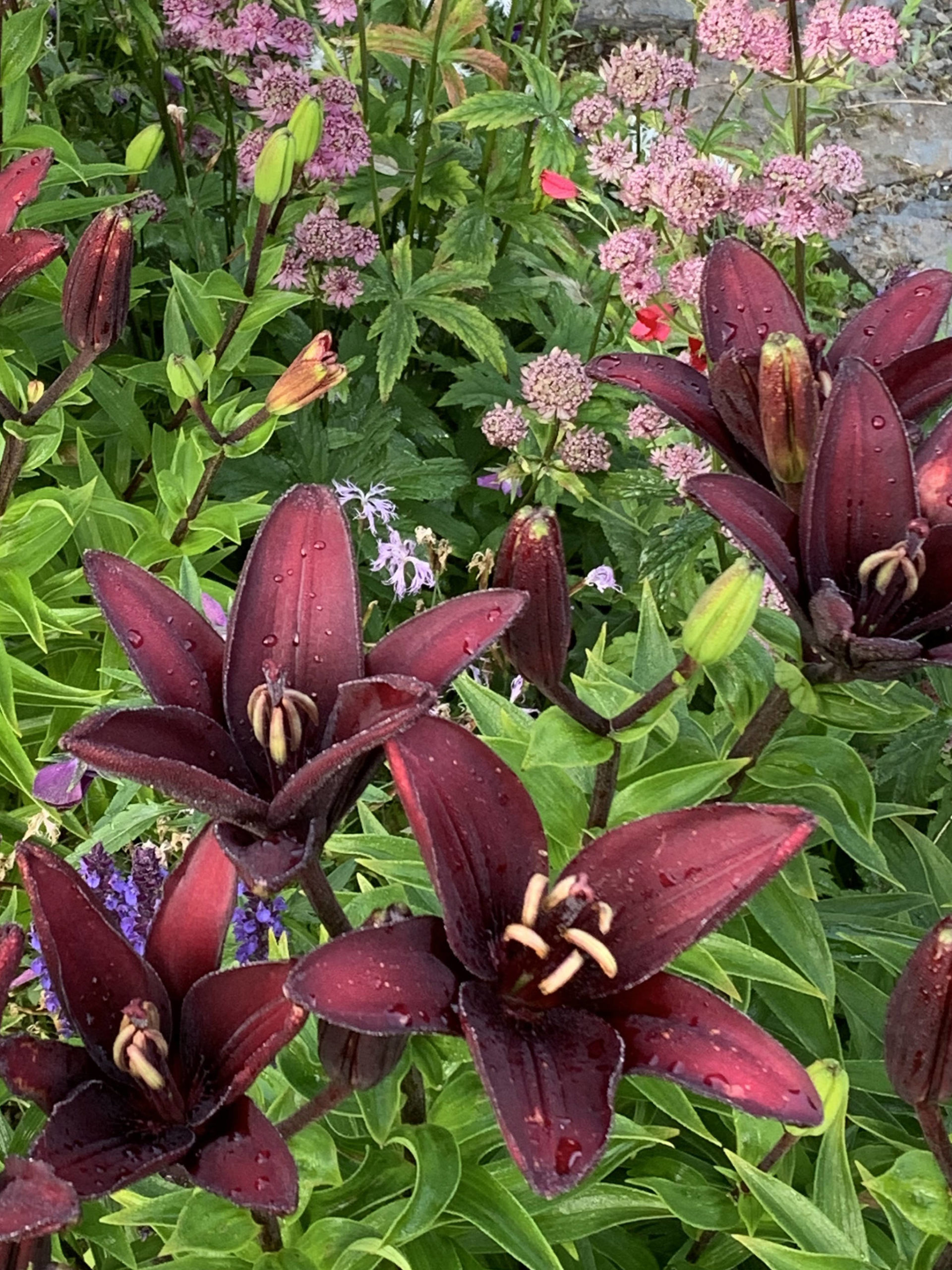 Lilies and astrantia bloom on Aug. 14, 2020, in the Kachemak Gardener’s garden in Homer, Alaska. (Photo by Rosemary Fitzpatrick)