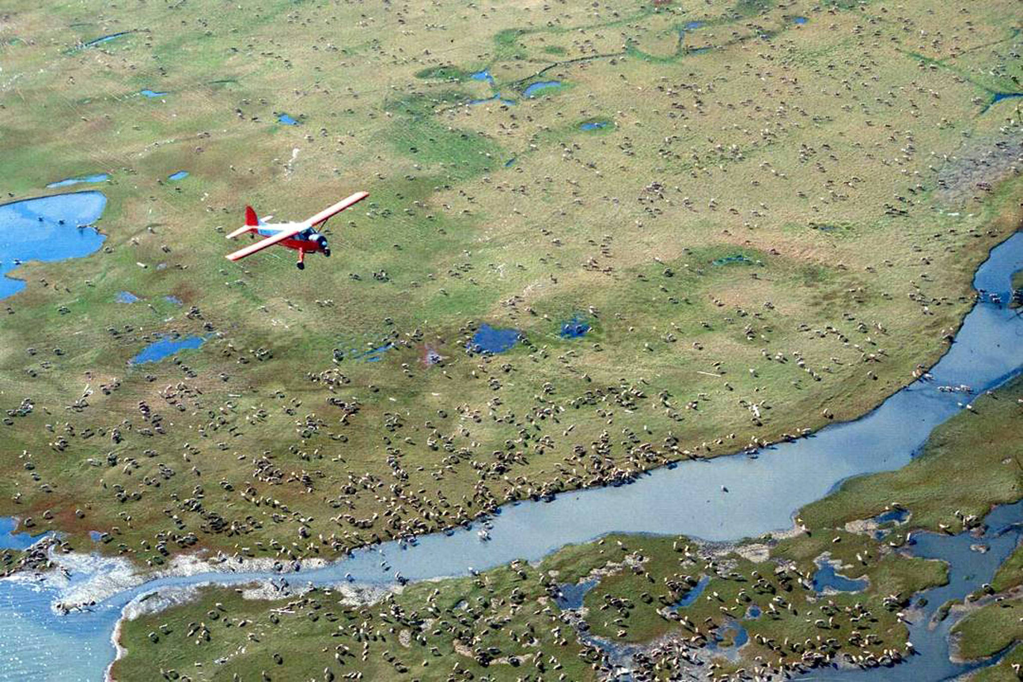 In this undated photo provided by the U.S. Fish and Wildlife Service, an airplane flies over caribou from the Porcupine Caribou Herd on the coastal plain of the Arctic National Wildlife Refuge in northeast Alaska.The Department of the Interior has approved an oil and gas leasing program within Alaska’s Arctic National Wildlife Refuge. The refuge is home to polar bears, caribou and other wildlife. Secretary of the Interior David Bernhardt signed the Record of Decision, which will determine where oil and gas leasing will take place in the refuge’s coastal plain. (U.S. Fish and Wildlife Service)