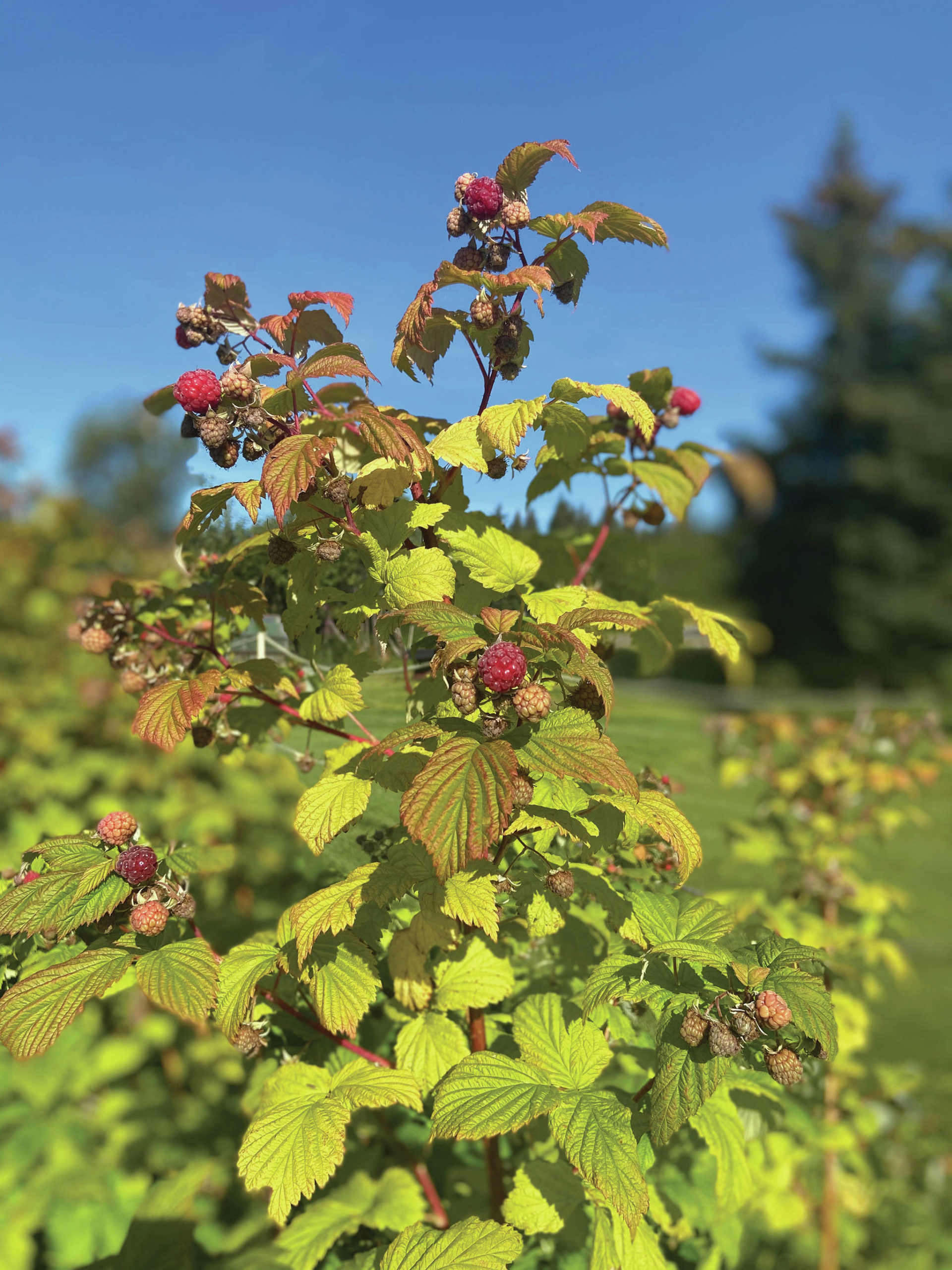 Fresh picked raspberries are an essential ingredient for a brown butter tart, as seen here on Aug. 20, 2020, on a bush in Homer, Alaska. (Photo by Teri Robl)