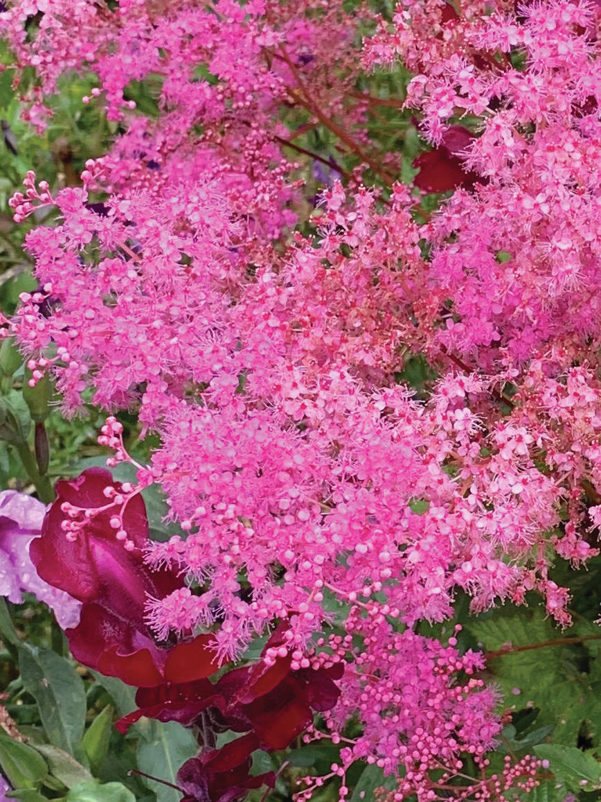 Filipendula Kehome and a snapdragon keep company on Saturday, Aug 29, 2020, at the Kachemak Gardener’s garden in Homer, Alaska. Both of these plants are late bloomers, extending the season well into September. (Photo by Rosemary Fitzpatrick)