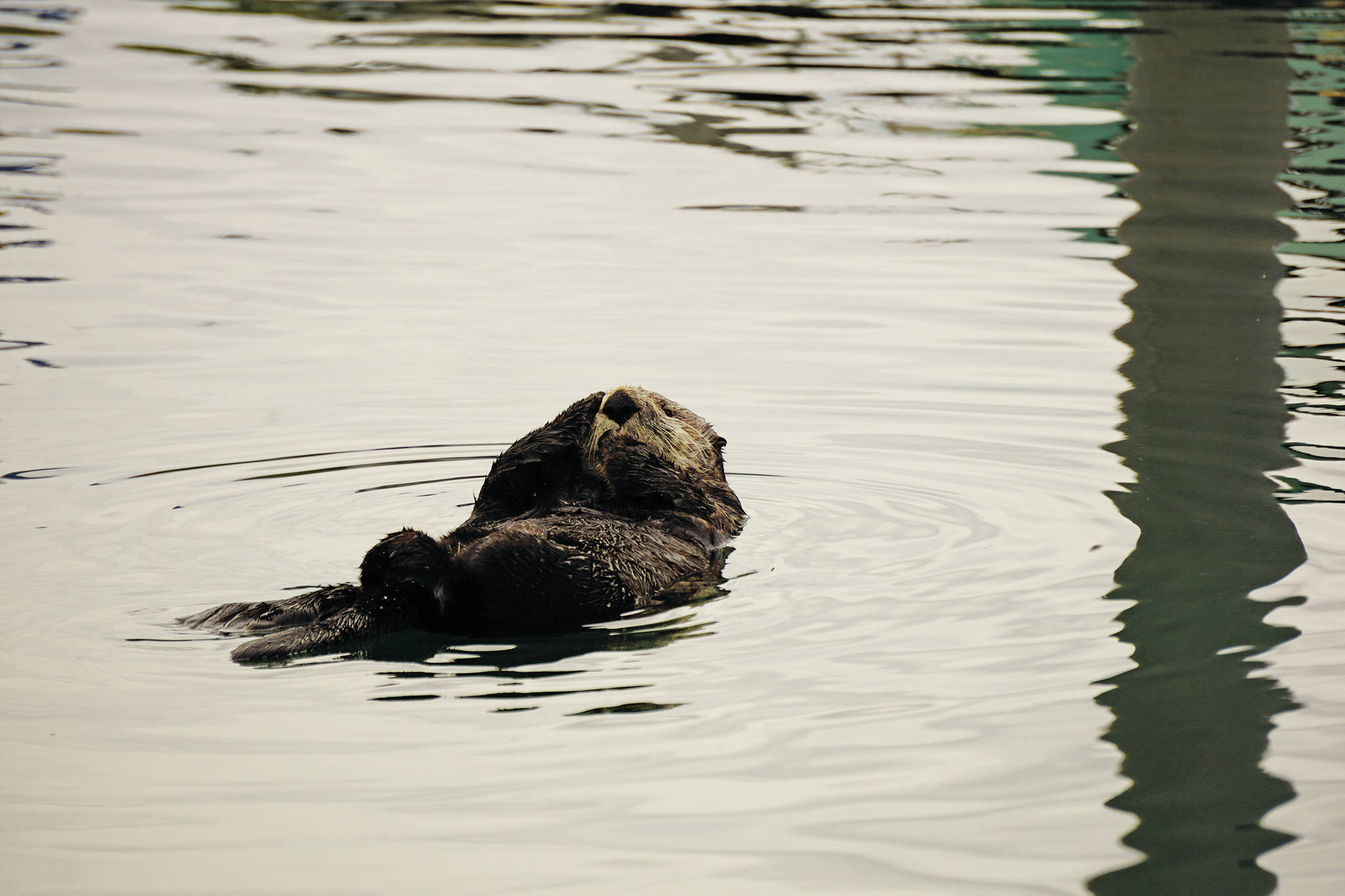 A sea otter swims in the harbor near the load-and-launch ramp on Thursday, Aug. 27, 2020, in Homer, Alaska. (Photo by Michael Armstrong/Homer News)