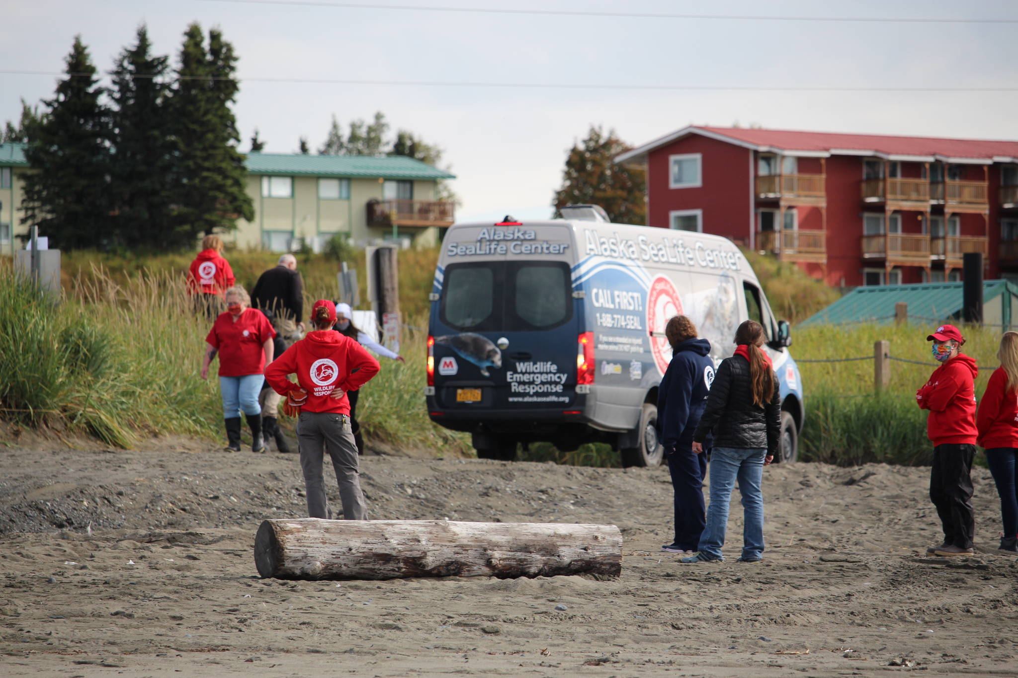 Staff and volunteers with the Alaska SeaLife Center bring five Harbor Seal pups down to the Kenai Beach to release them into the wild on Aug. 27, 2020. (Photo by Brian Mazurek/Peninsula Clarion)
