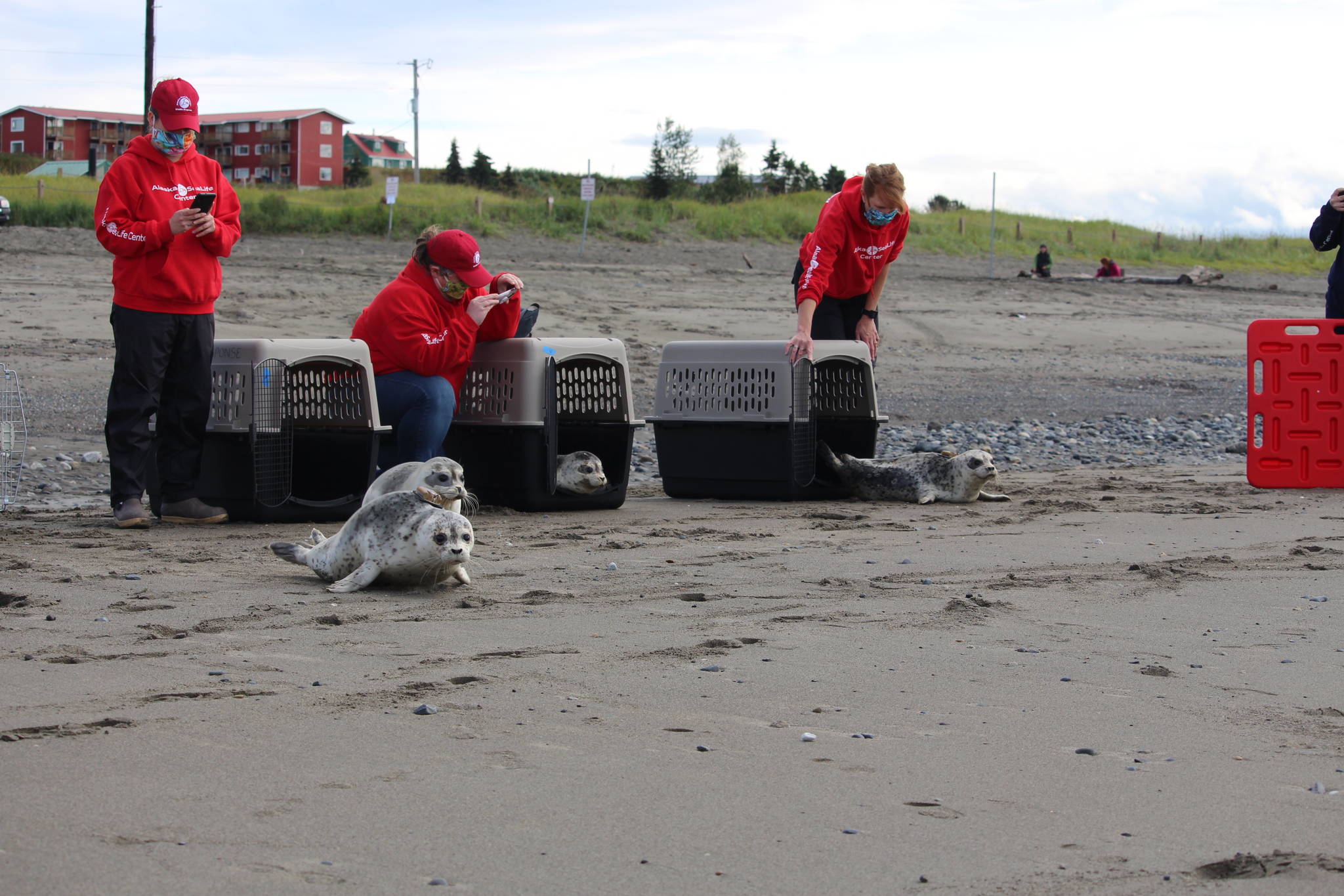 Staff from the Alaska SeaLife Center release five Harbor Seals into Cook Inlet at the Kenai Beach on Aug. 27, 2020. (Photo by Brian Mazurek/Peninsula Clarion)
