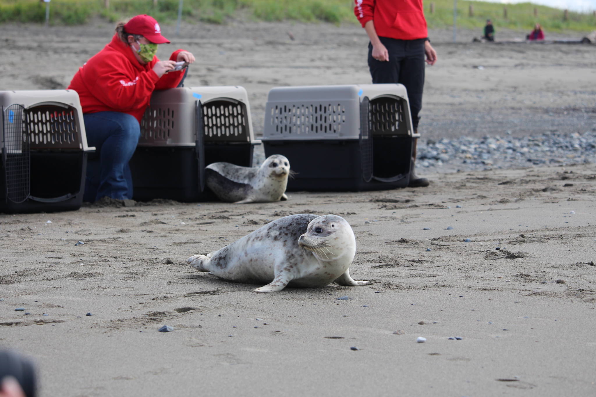 Harbor seals make their way into Cook Inlet after being released by staff from the Alaska SeaLife Center at the Kenai Beach on Aug. 27, 2020. (Photo by Brian Mazurek/Peninsula Clarion)