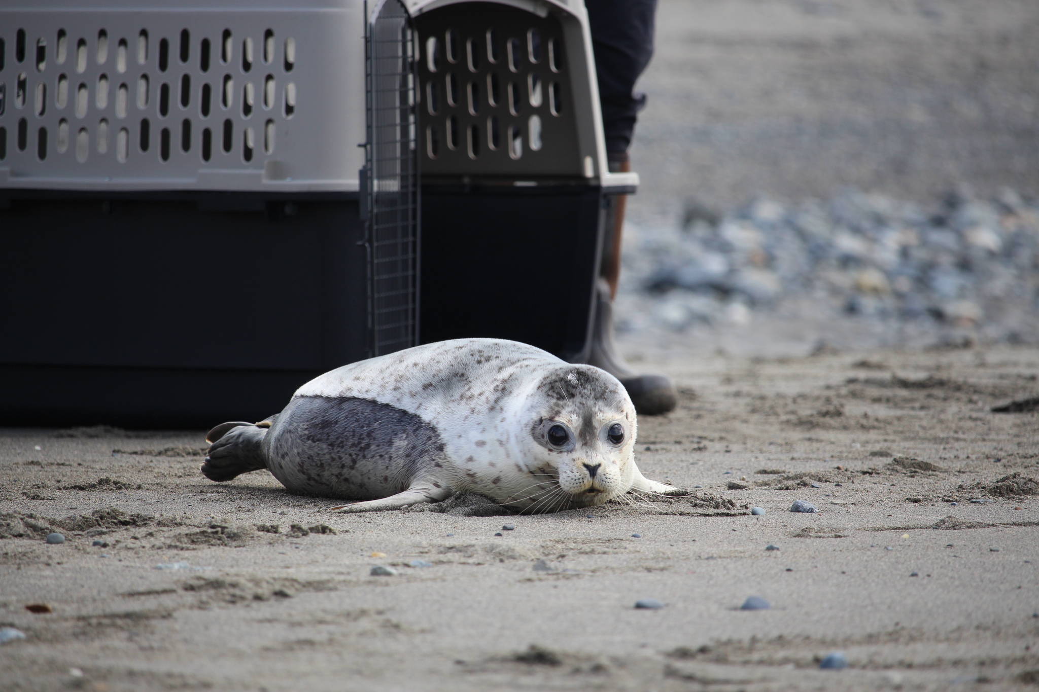 A Harbor seal makes its way into Cook Inlet after being released by staff from the Alaska SeaLife Center at the Kenai Beach on Aug. 27, 2020. (Photo by Brian Mazurek/Peninsula Clarion)