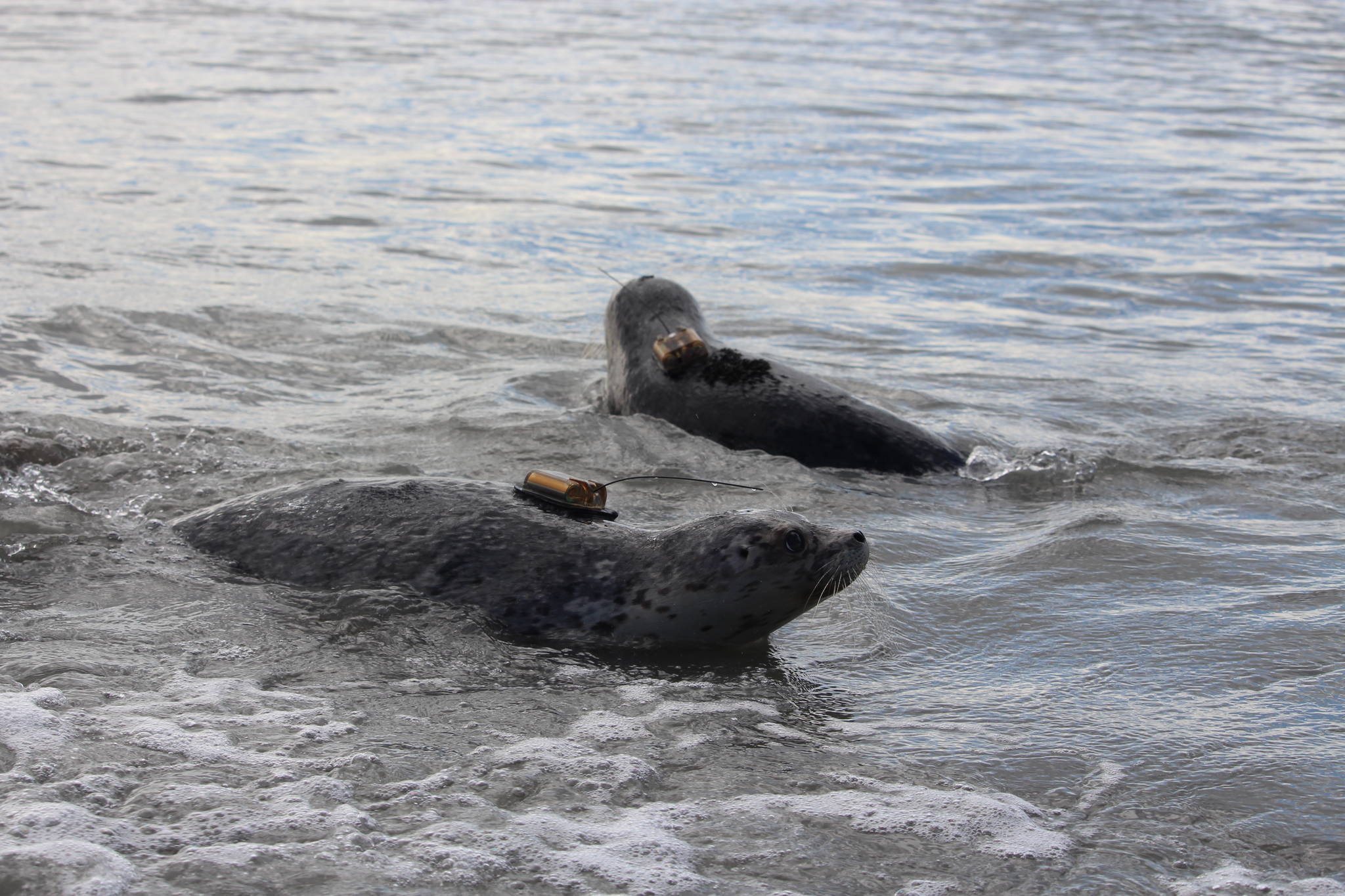 Harbor seals enjoy the waters of Cook Inlet after being released by staff from the Alaska SeaLife Center at the Kenai Beach on Aug. 27, 2020. (Photo by Brian Mazurek/Peninsula Clarion)