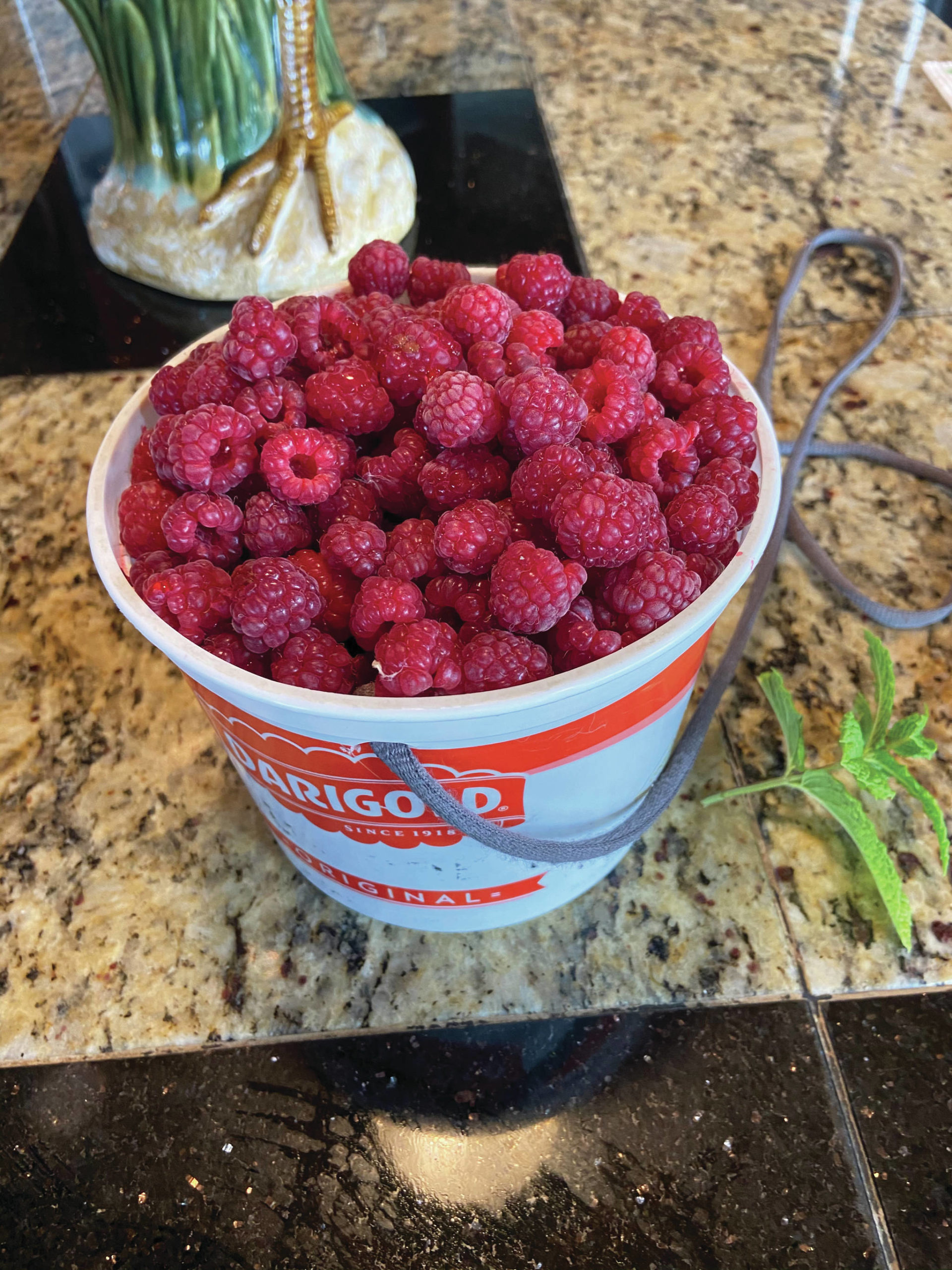 Teri Robl uses a butter tub with a rope as her berry-picking container, as seen here in her Homer, Alaska, kitchen on Sept. 8, 2020. (Photo by Teri Robl)