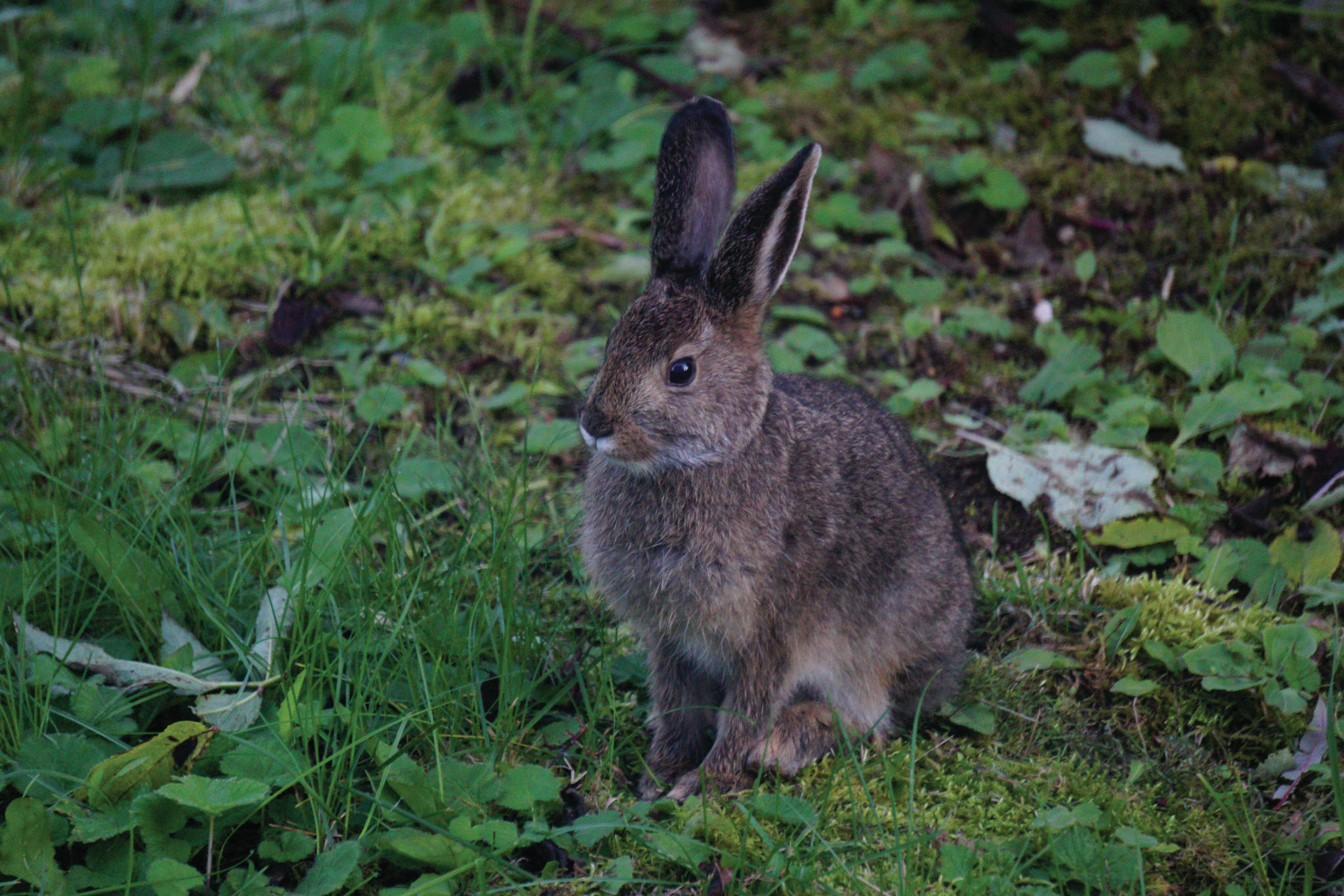 A snowshoe hare forages on Friday. Sept. 4, 2020, on Diamond Ridge near Homer, Alaska. The hare is still in its summer coat, but will turn white for the winter. (Photo by Michael Armstrong/Homer News)