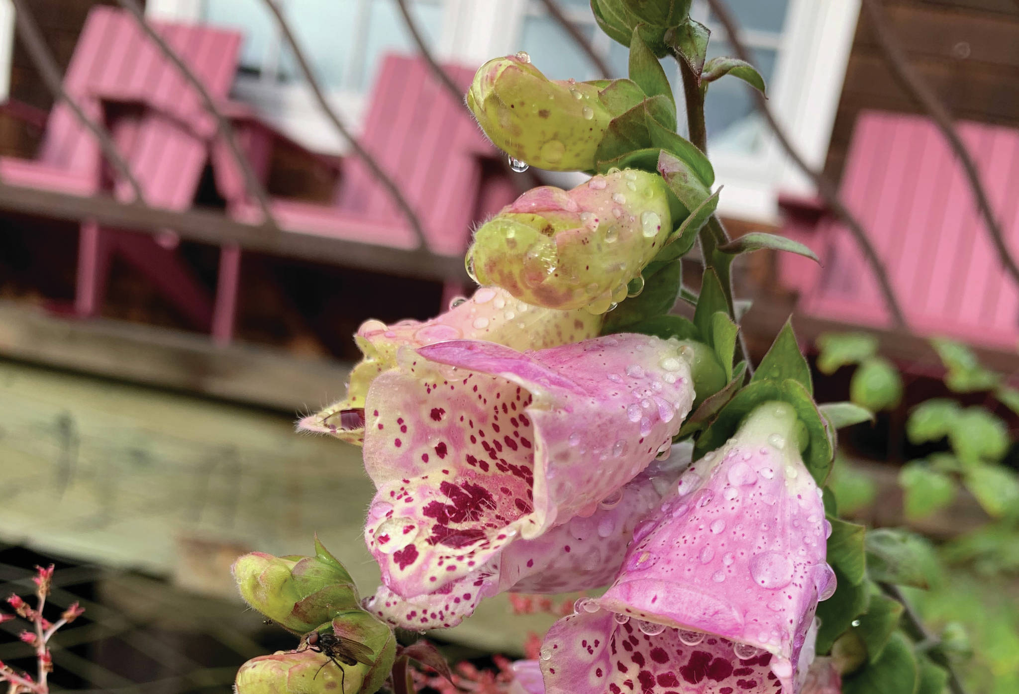 Foxgloves and snapdragons offering much needed color to the fall garden as seen here on Oct. 9, 2020, in the Kachemak Gardener's garden in Homer, Alaska. (Photo by Rosemary Fitzpatrick)