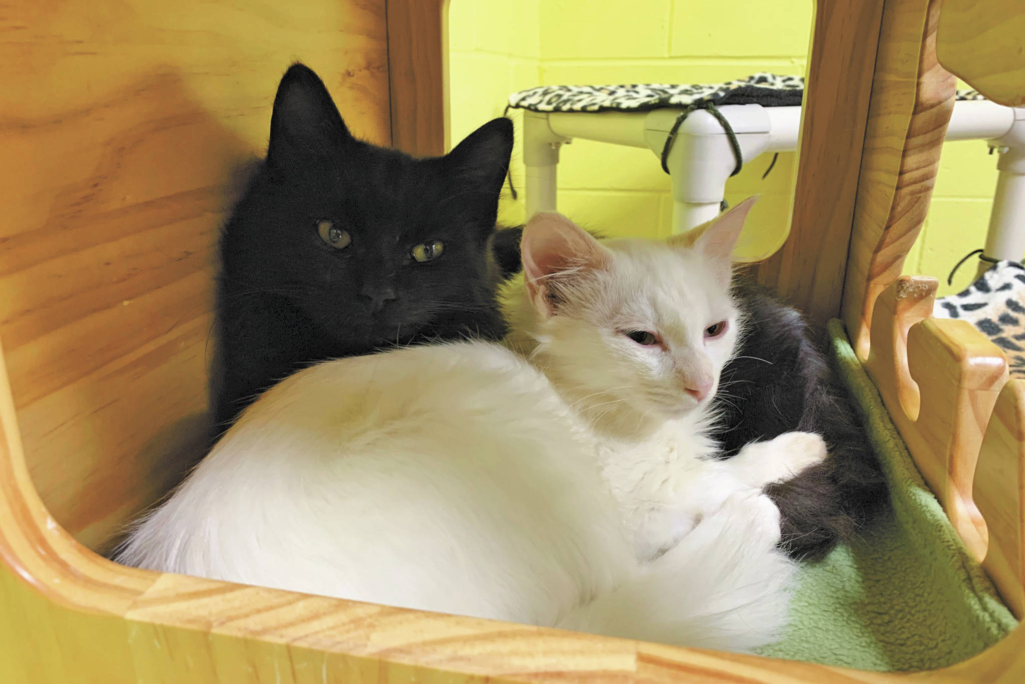 Pets of the week Hamish and Andy. (Photo courtesy Homer Animal Shelter)