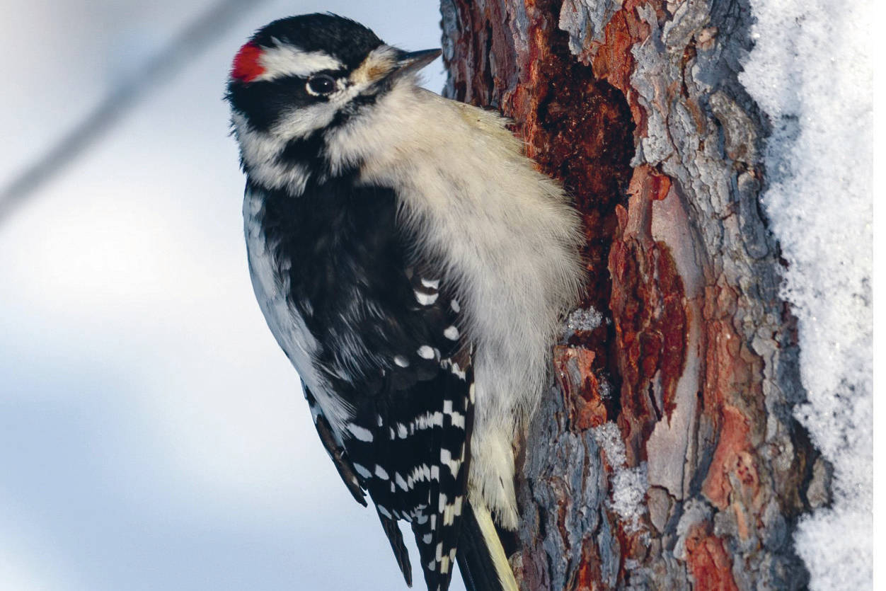 A long, white strip of soft, white feathers running down the back gives the downy woodpecker its name. (Photo by Colin Canterbury/USFWS.