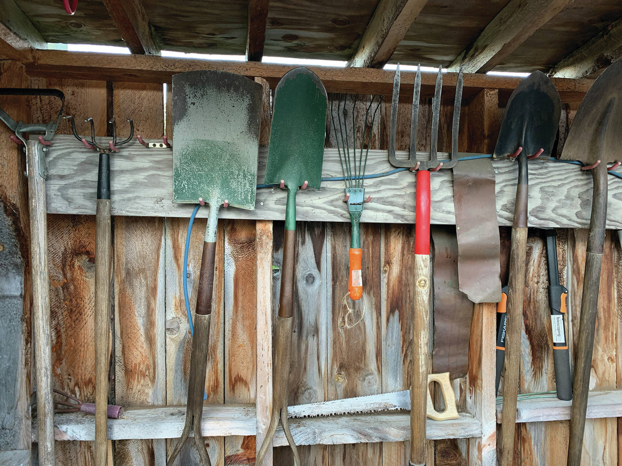 Now is that time to clean and sharpen garden tools to get them ready for next season, as seen here on Wednesday, Oct. 21, 2020, in the Kachemak Gardener’s shed. (Photo by Rosemary Fitzpatrick)