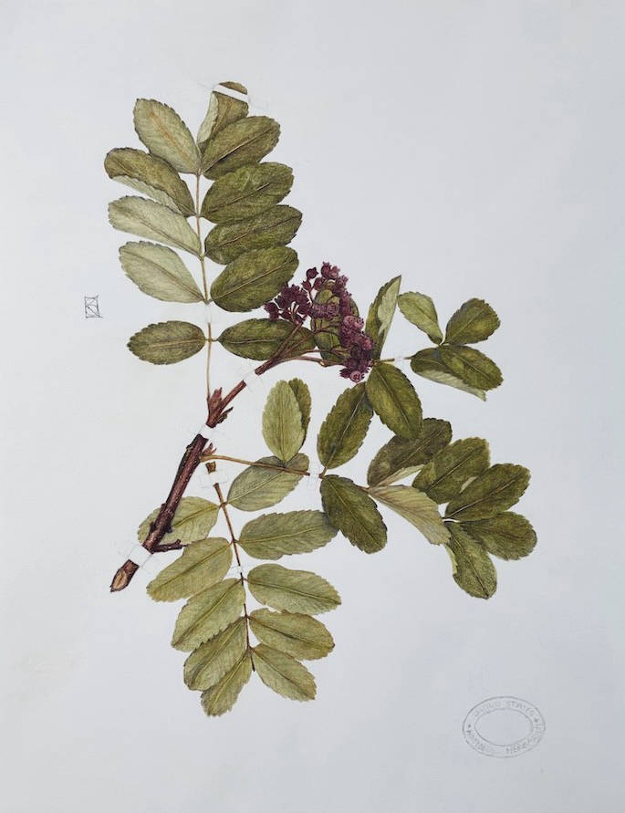 Karen Stamberg’s “Traces” features botanical drawings of Alaska plants. It opens Friday, Nov, 6, 2020, at Bunnell Street Arts Center in Homer, Alaska. (Photo courtesy Bunnell Street Arts Center)