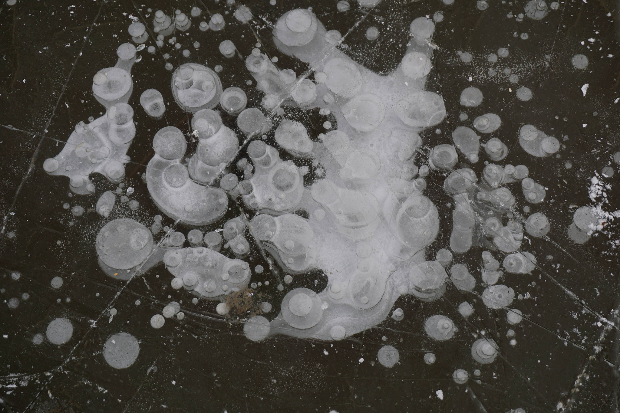 Bubbles from methane gas have frozen in Beluga Lake, creating abstract shapes as seen here on Thursday, Nov. 5, 2020, in Homer, Alaska. (Photo by Michael Armstrong/Homer News)