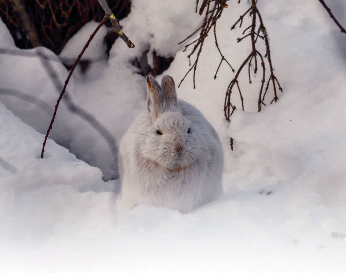 Photo by Colin Canterbury/Kenai National Wildlife Refuge 
A snowshoe hare in its white winter coat.